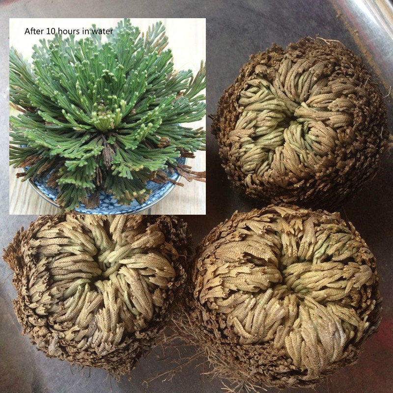 RESURRECTION PLANT Live! Rose of Jericho Dinosaur Fern Miracle Air  Prehistoric