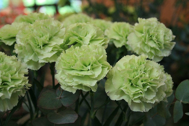 100Pcs Green Carnation Flower Seeds, Green Flower – Passion For