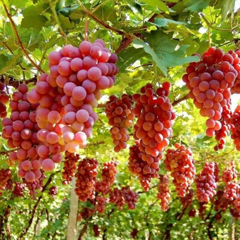 Ruby Seedless Grape, Vitis vinifera 'Ruby Seedless', Monrovia Plant