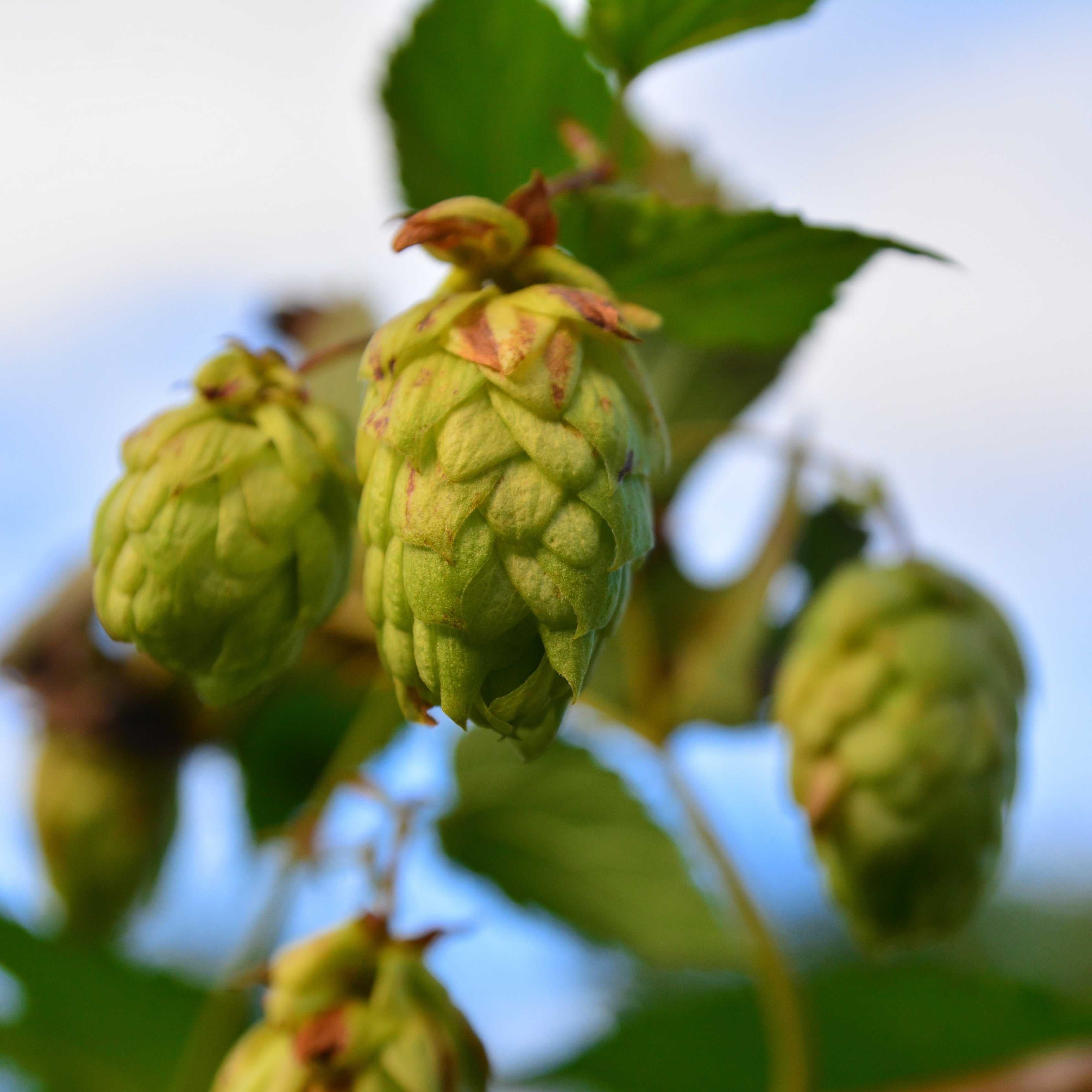 10Pcs Hops (Humulus lupulus) Seeds, Brew Your Own Beer, Easy To Plant