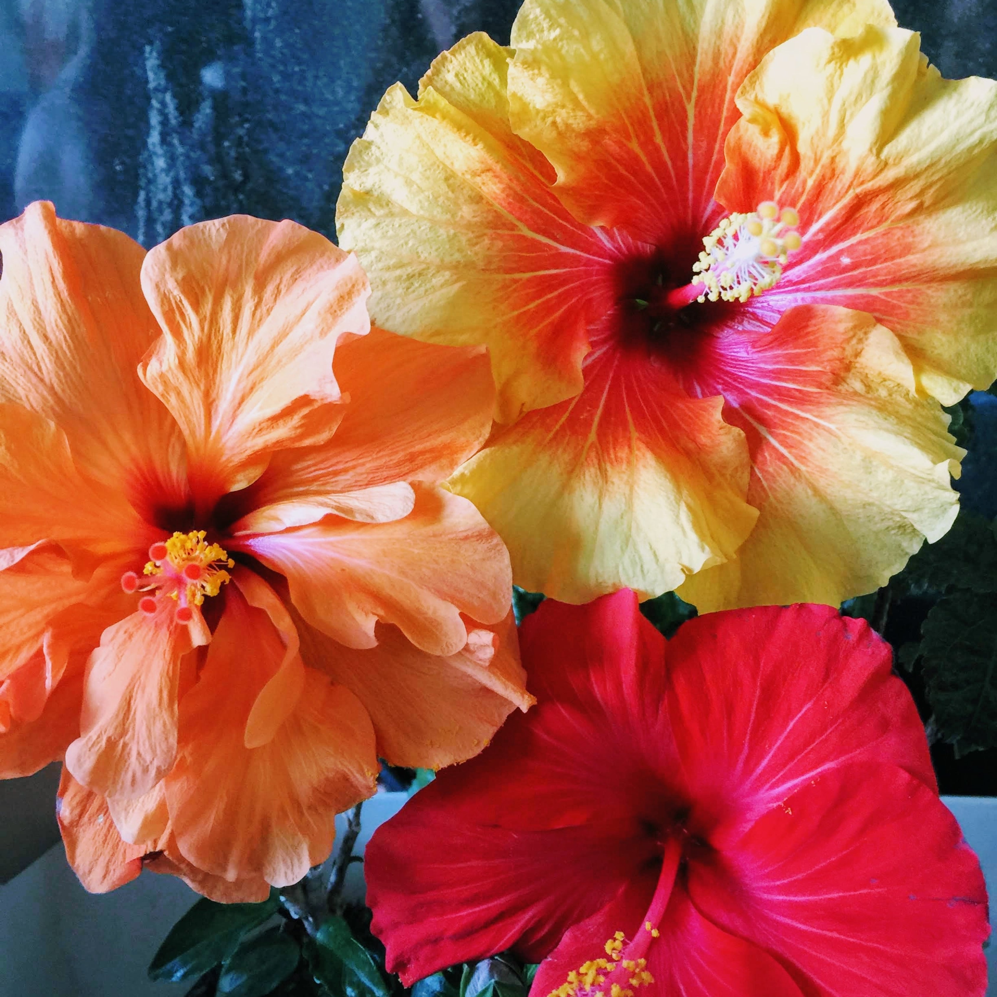 200Pcs Multi Colored Hibiscus Seeds