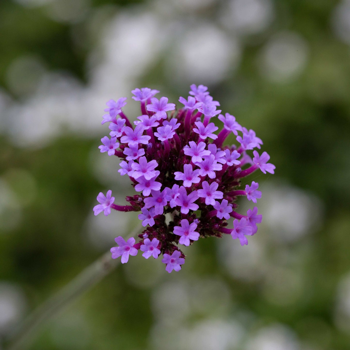 100Pcs Purpletop Vervain Flower Seeds