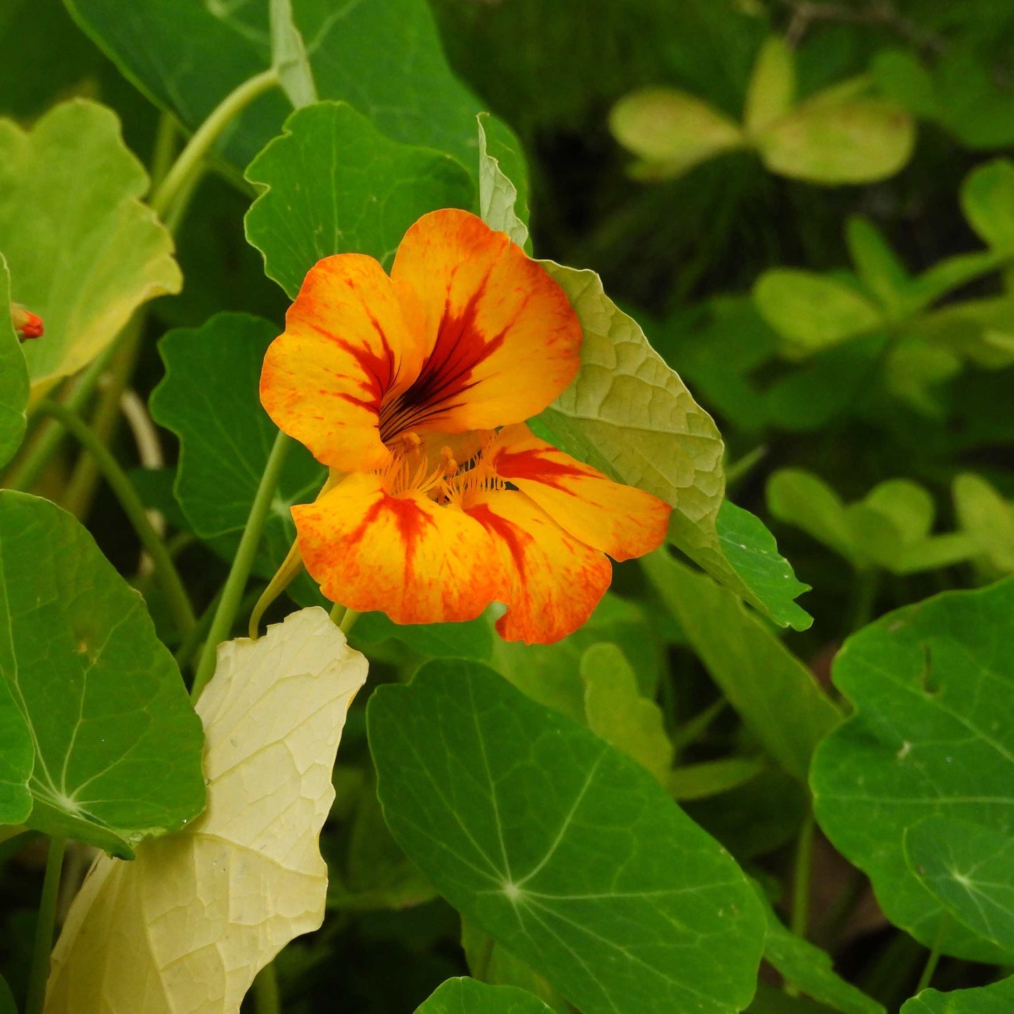 100Pcs Nasturtium Flower Seeds Pack