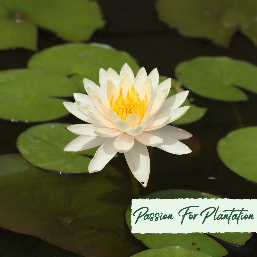 5 WHITE LOTUS Flower Seeds