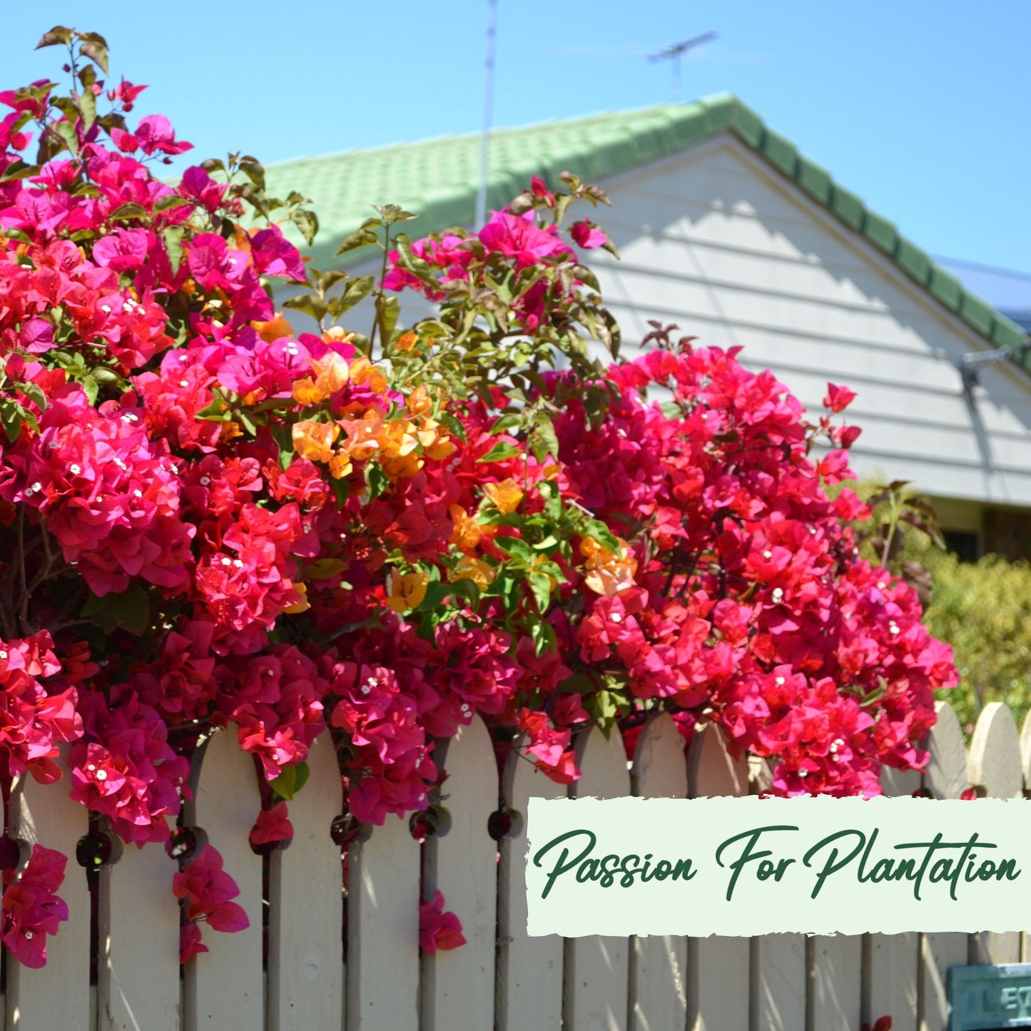 20Pcs Tropical Bougainvillea Exotic Flower Seeds