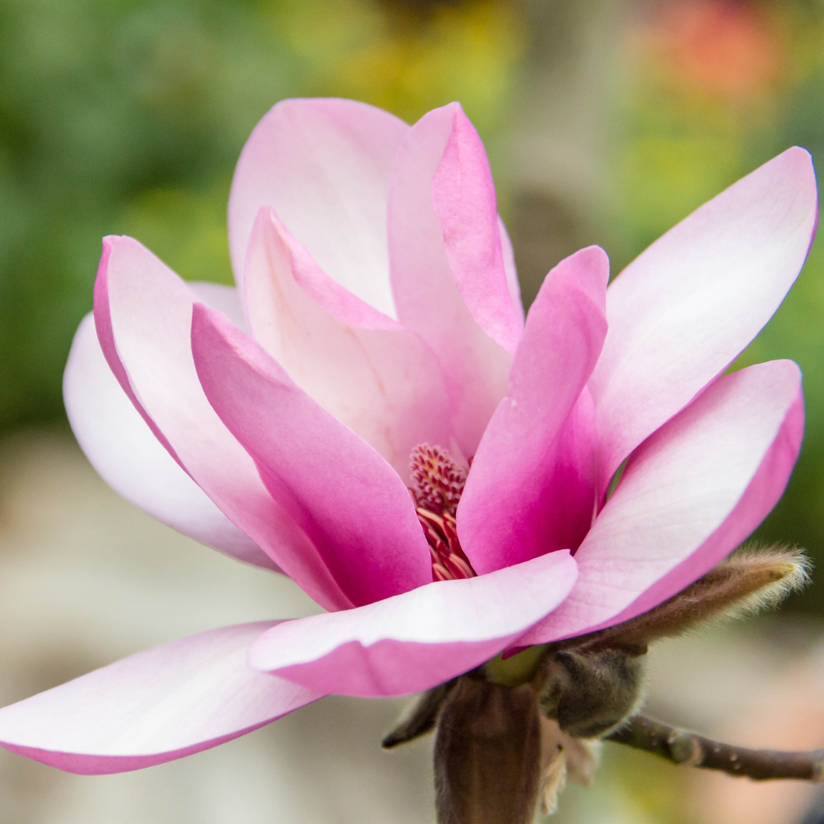 100Pcs Magnolia Flower Seeds Pack