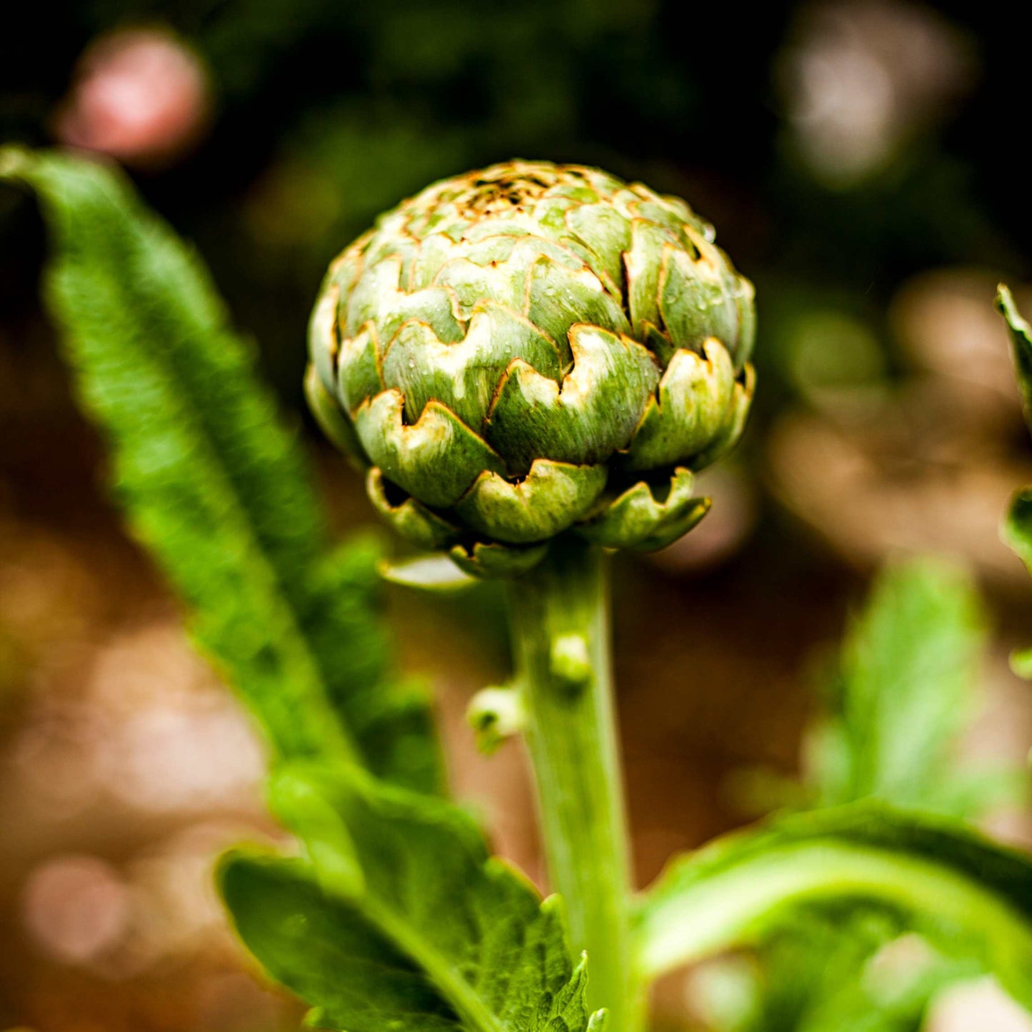 100pcs Organic Artichoke Seeds Pack