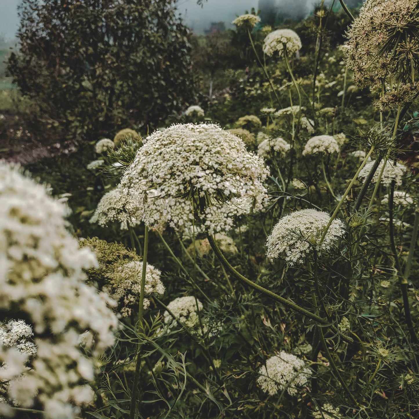 100Pcs Edelweiss Flower Seeds