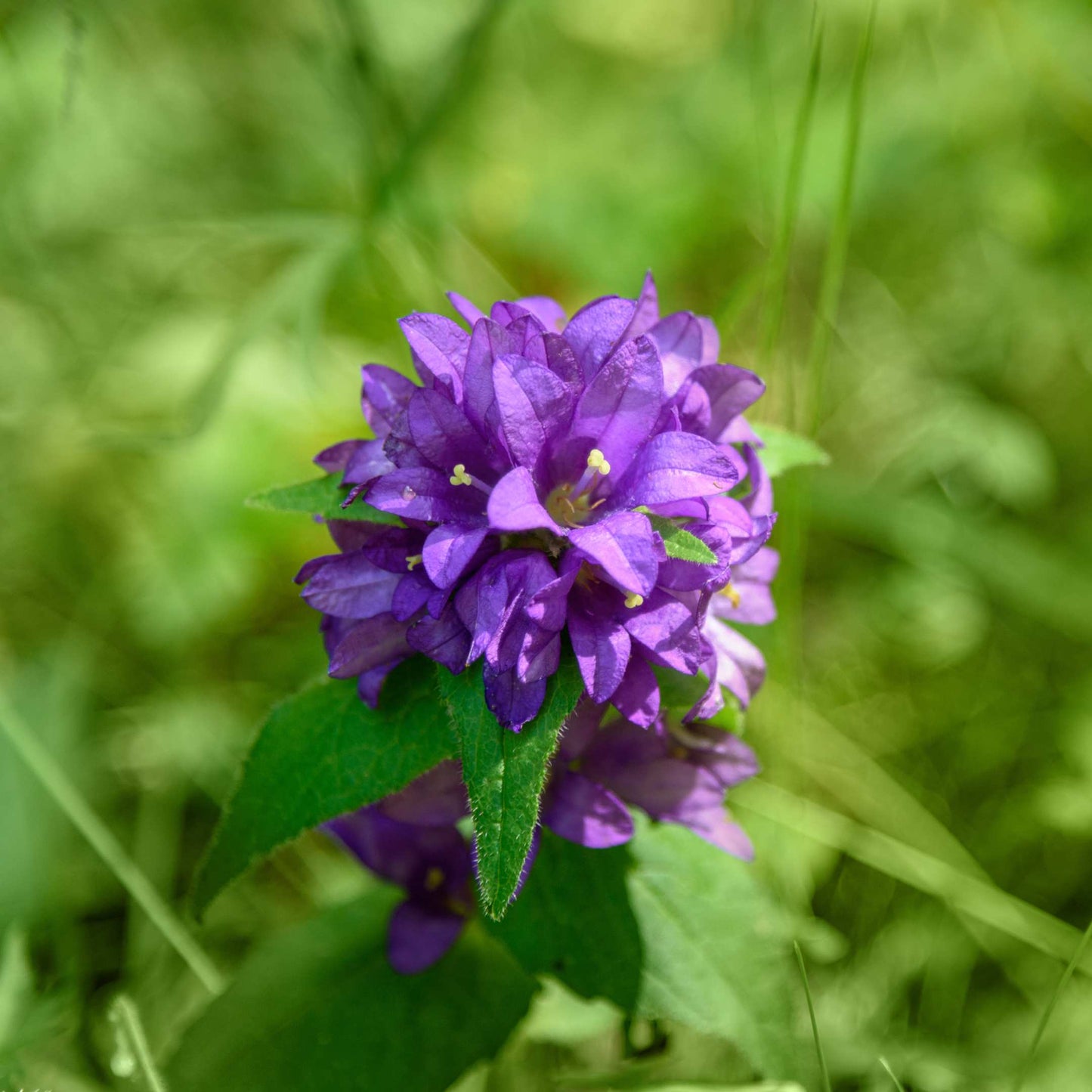 100Pcs Bellflower Superba Flower Seeds