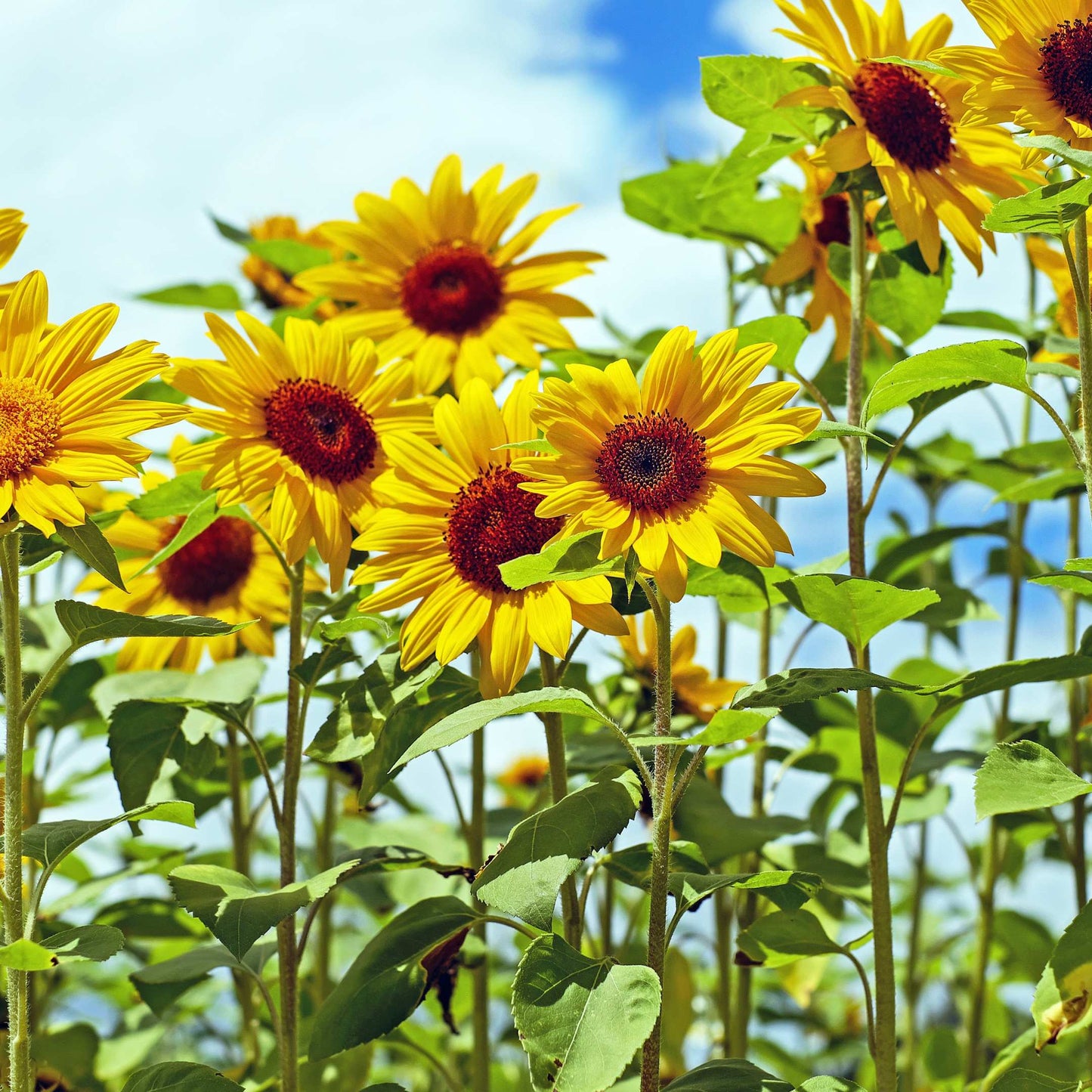 50Pcs Sunflower Plant Seeds, Sunflower seeds