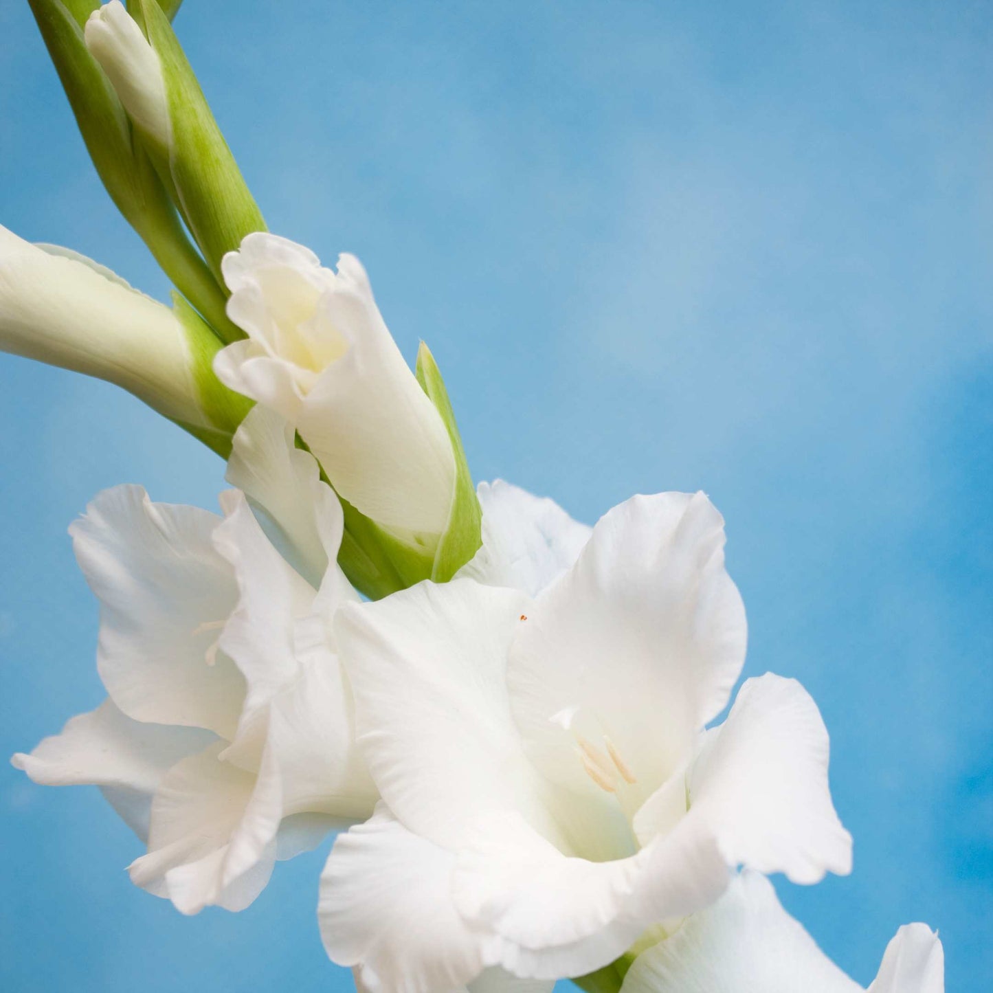100Pcs Gladiolus Flower Seeds Pack