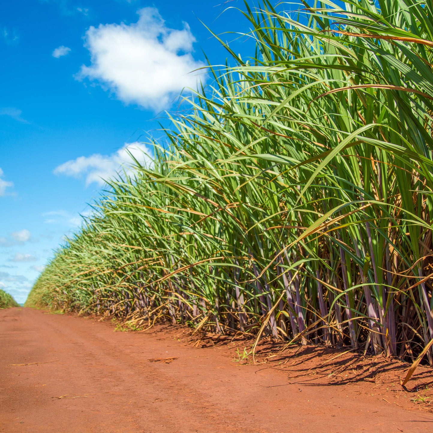 100Pcs Sugarcane (Saccharum officinarum) Seeds