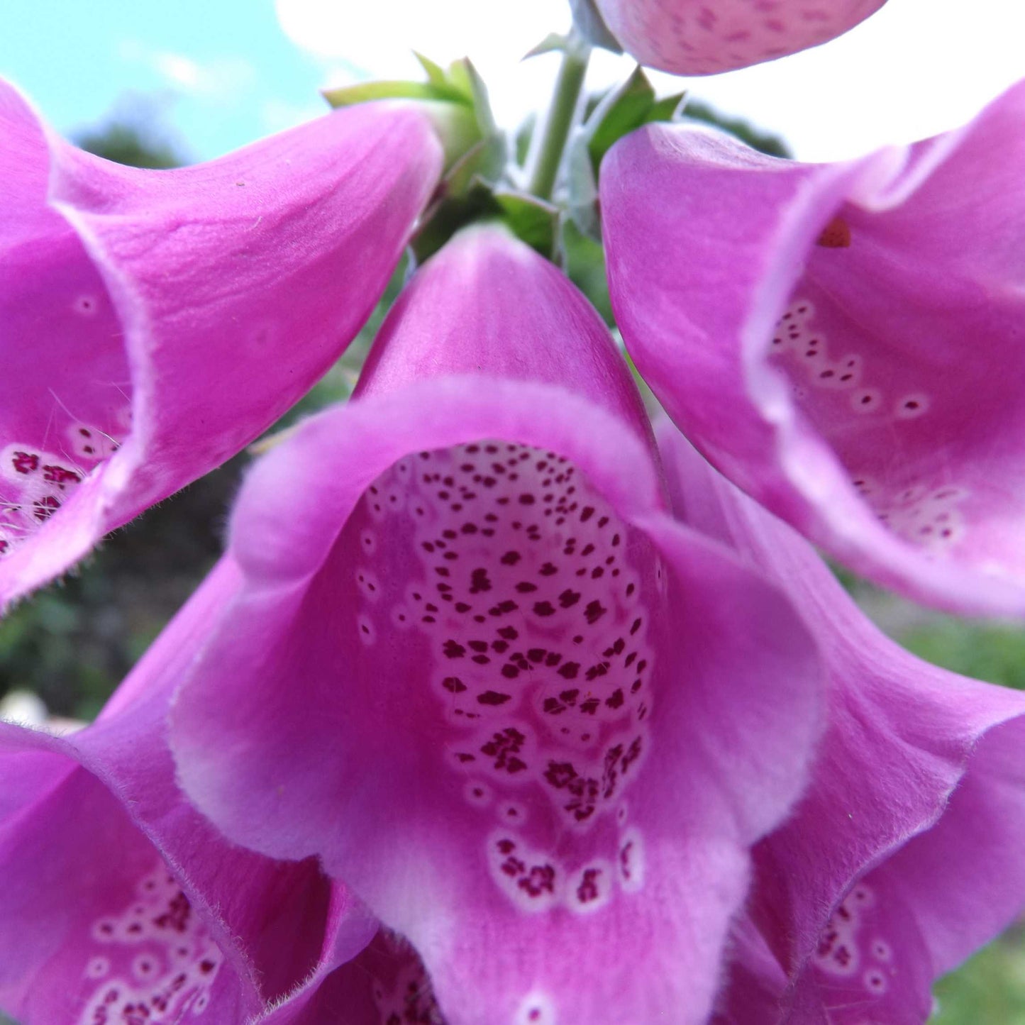 100Pcs Foxgloves Flower Seeds Pack