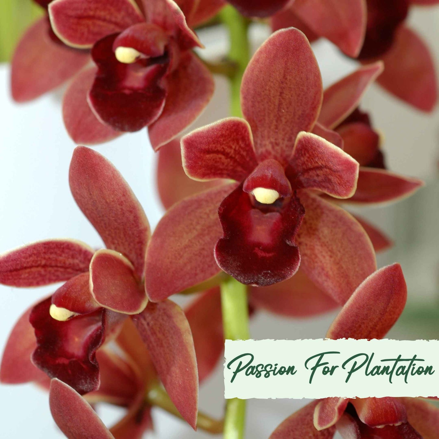 Cymbidium Faberi Orchid Flower, Orchid flores 100 Seeds