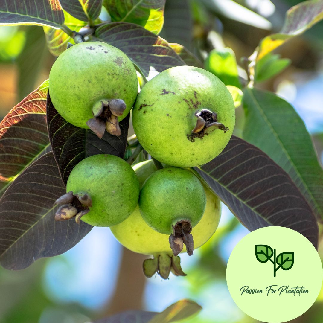 100Pcs Guava Fruit Tree Seeds