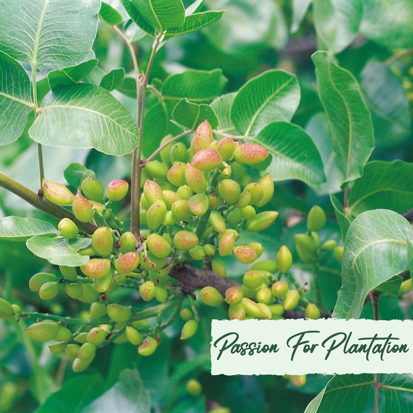 Organic Pistachio Tree Seeds, Non-GMO