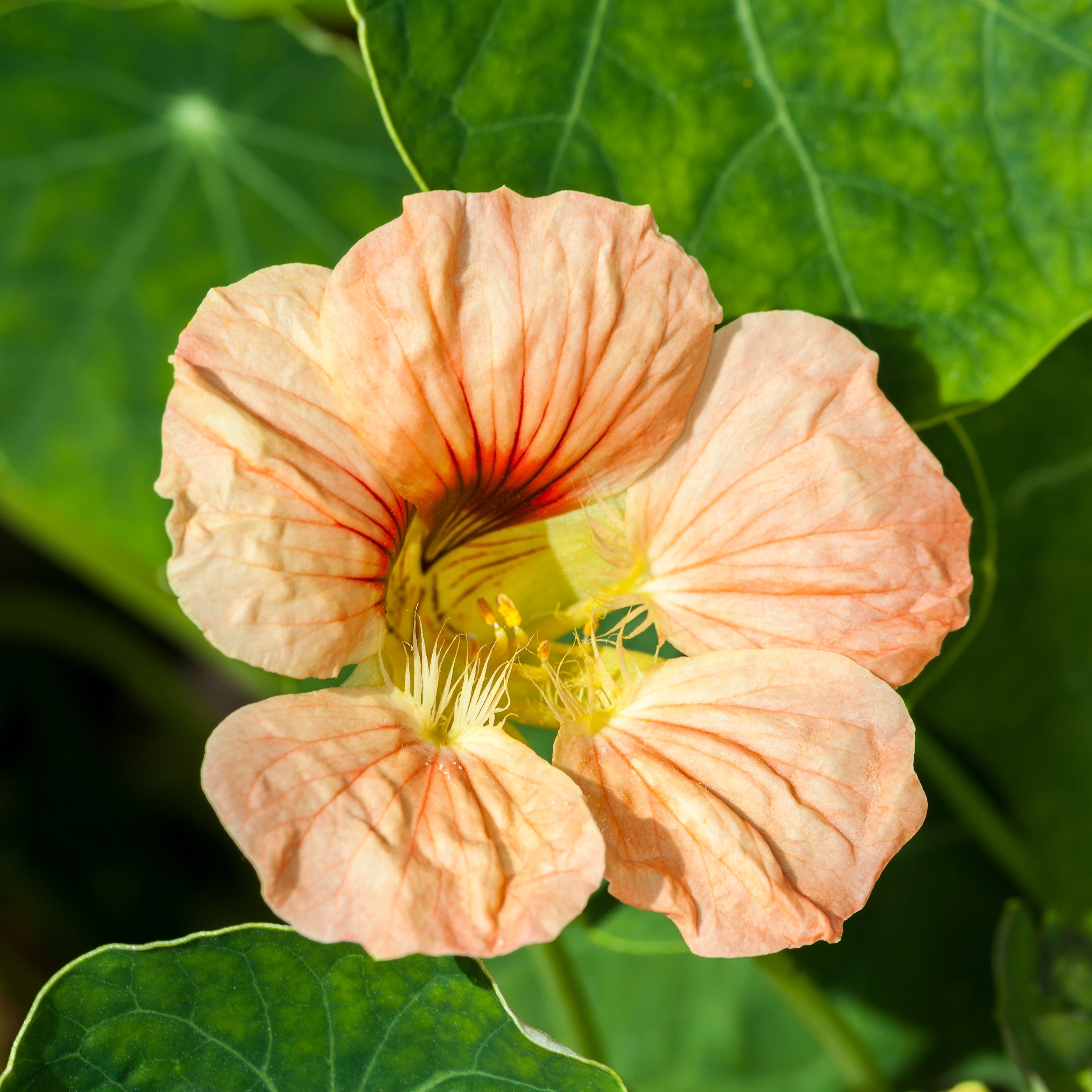 100Pcs Nasturtium Flower Seeds Pack