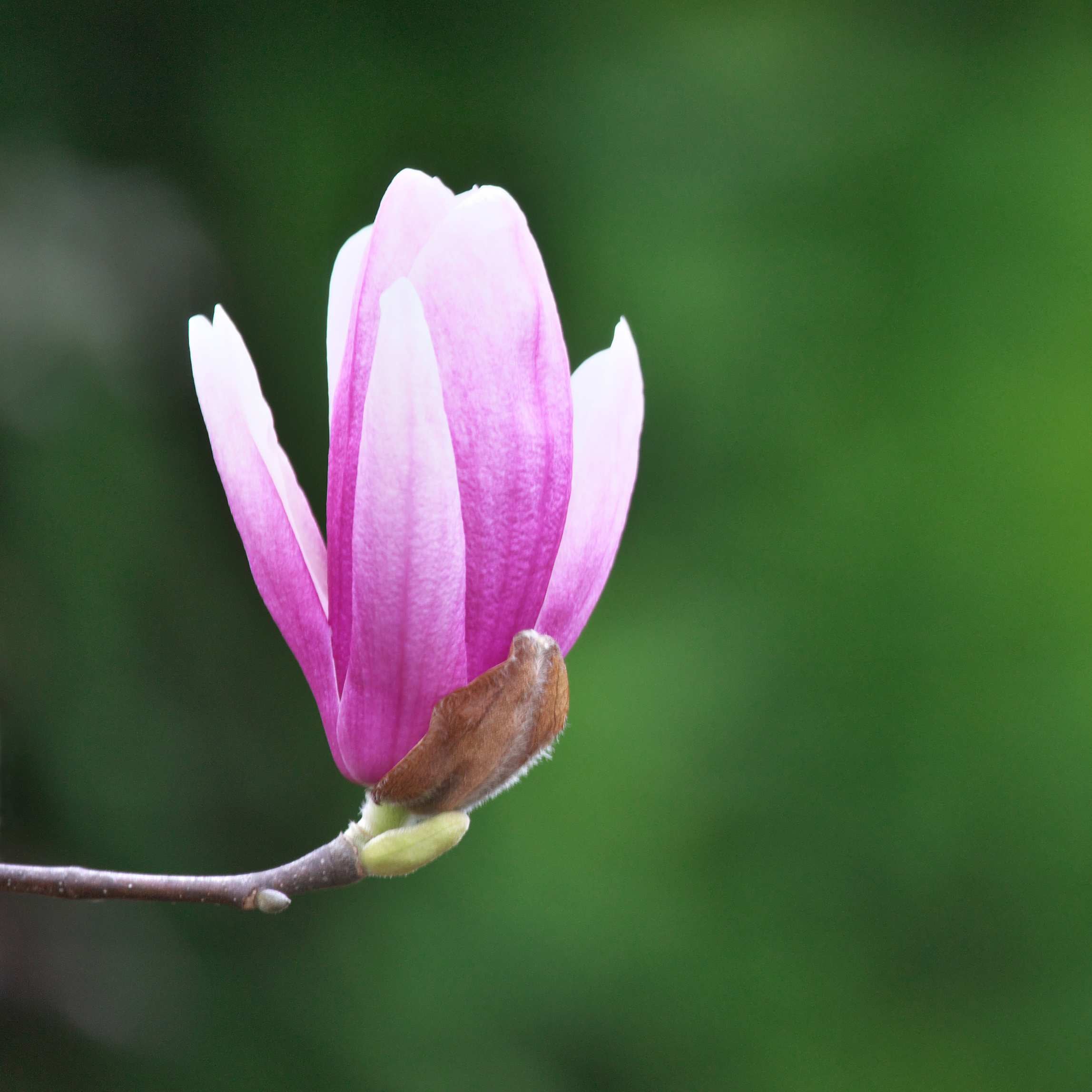 100Pcs Magnolia Flower Seeds Pack