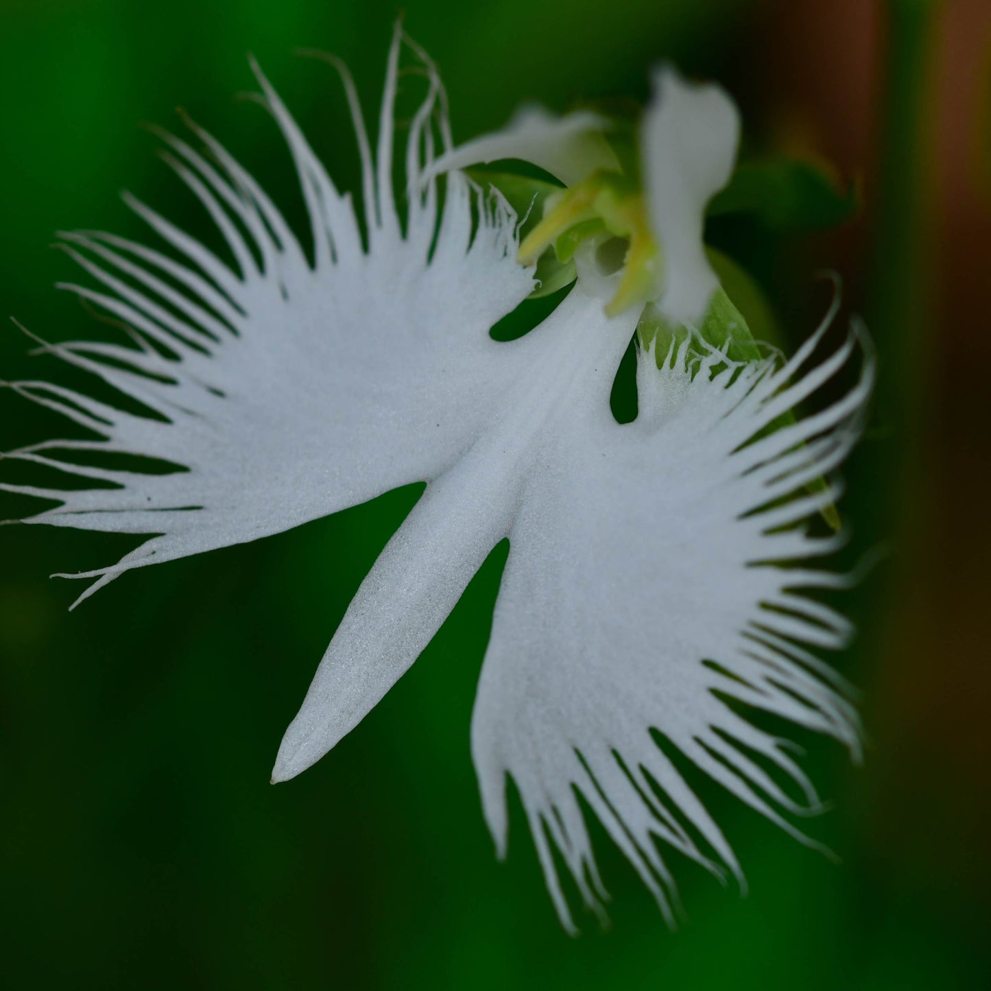 100Pcs Japanese Radiata White Egret Orchid Plant Seeds