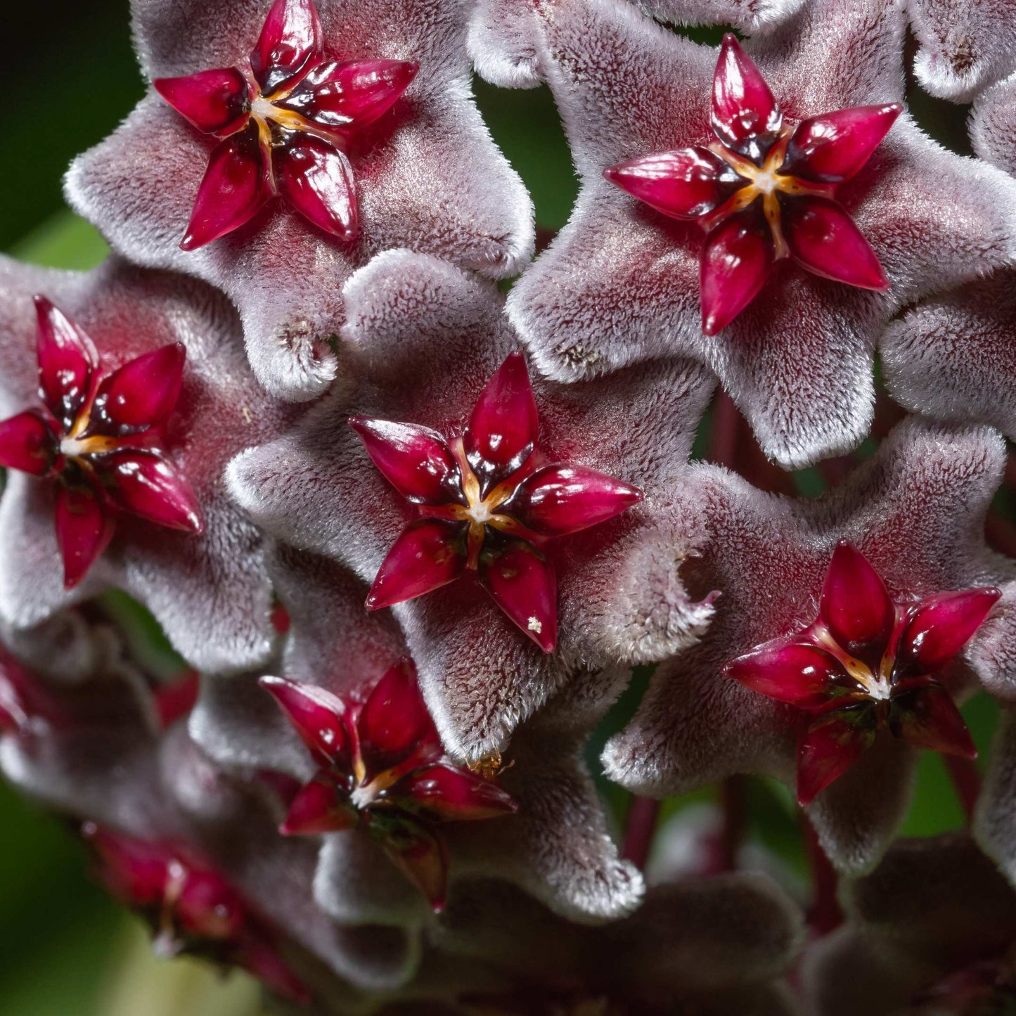 50Pcs Hoya Flower Seeds