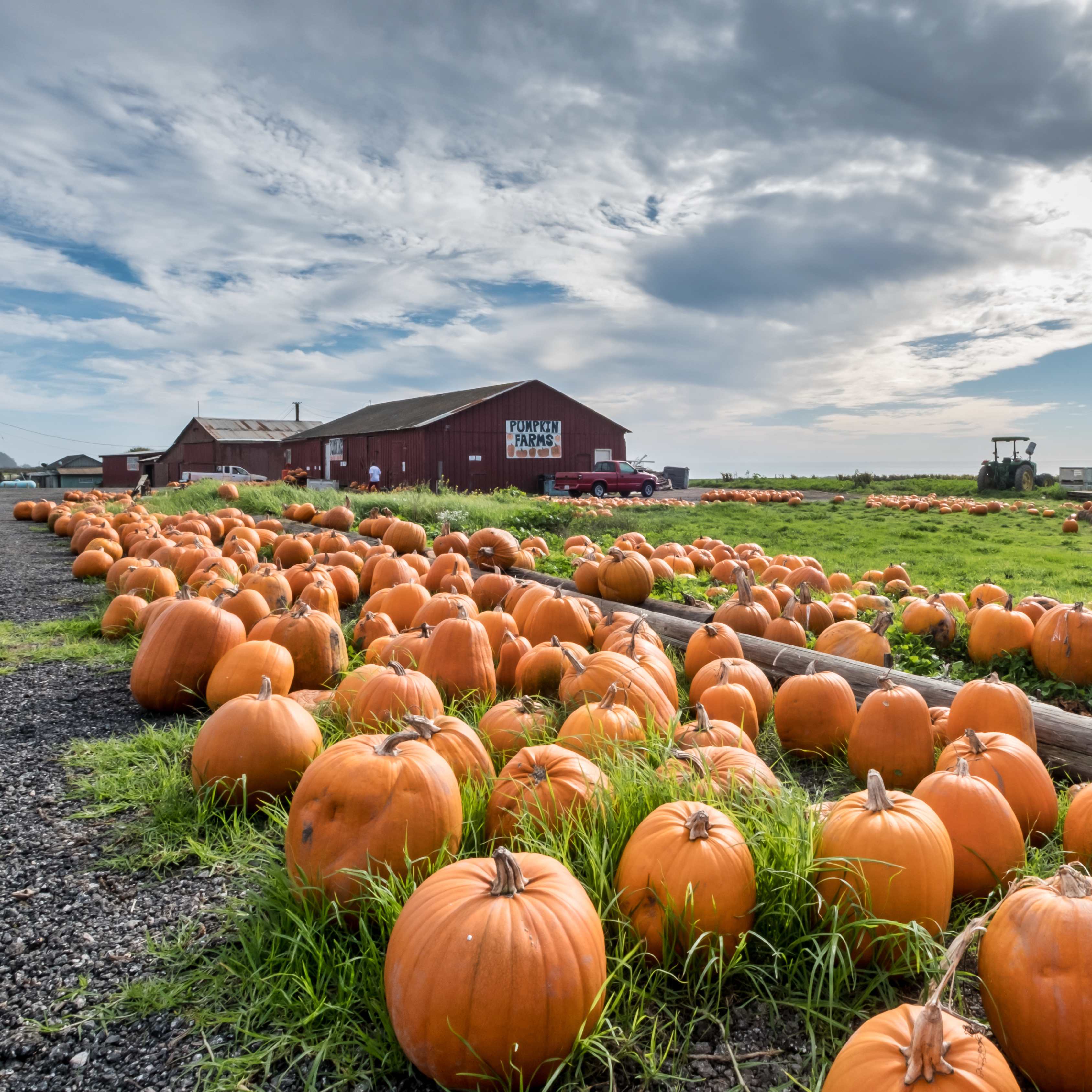 10Pcs Pumpkin Seeds