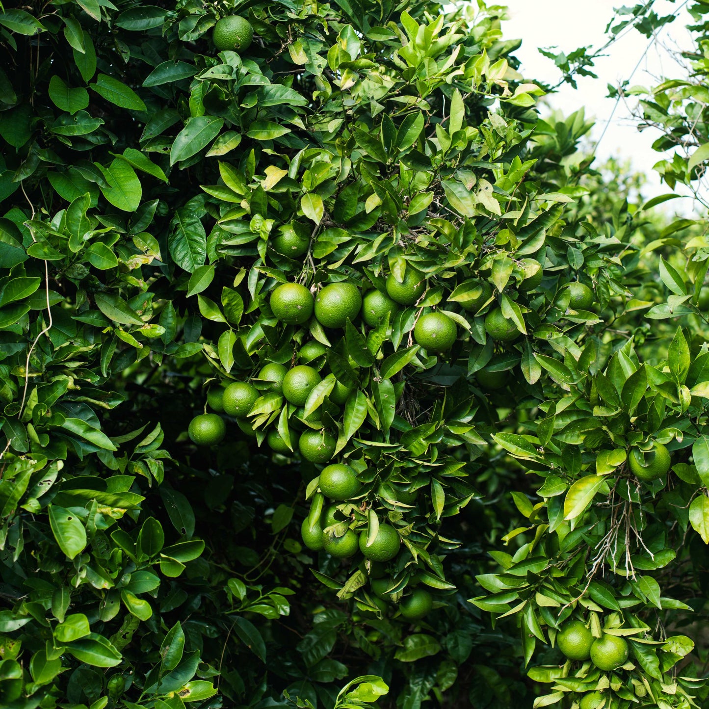 10Pcs Organic Kaffir Lime Seeds