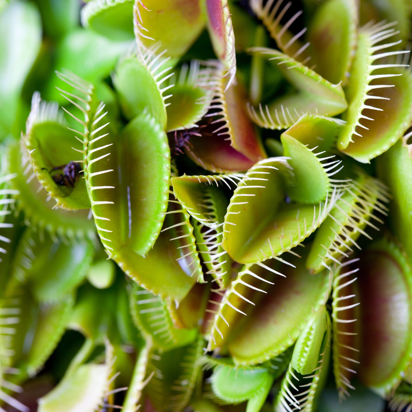 100Pcs Ferocious Venus Flytrap (Insectivorous, Carnivorous) Plant Seeds