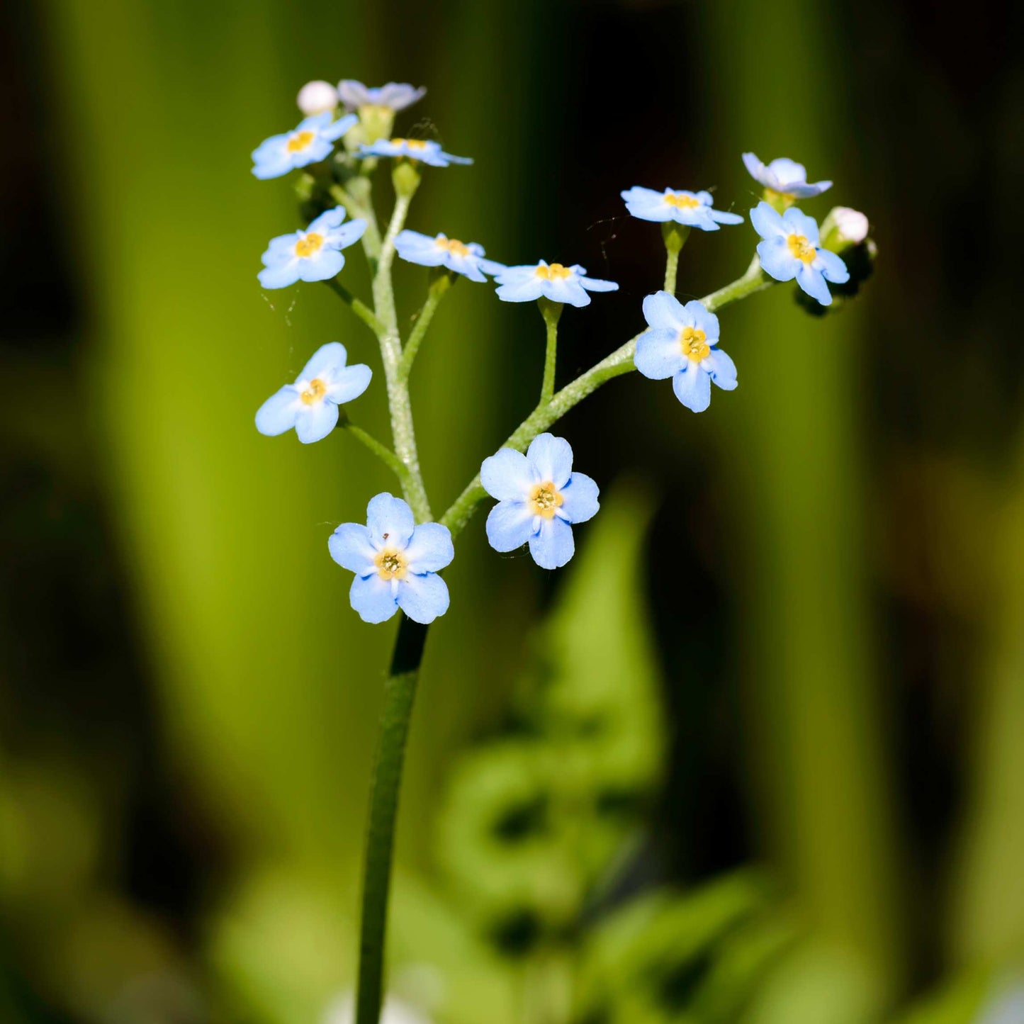 100Pcs Forget Me Not (Myosotis Sylvatica) Blue Flower Seeds