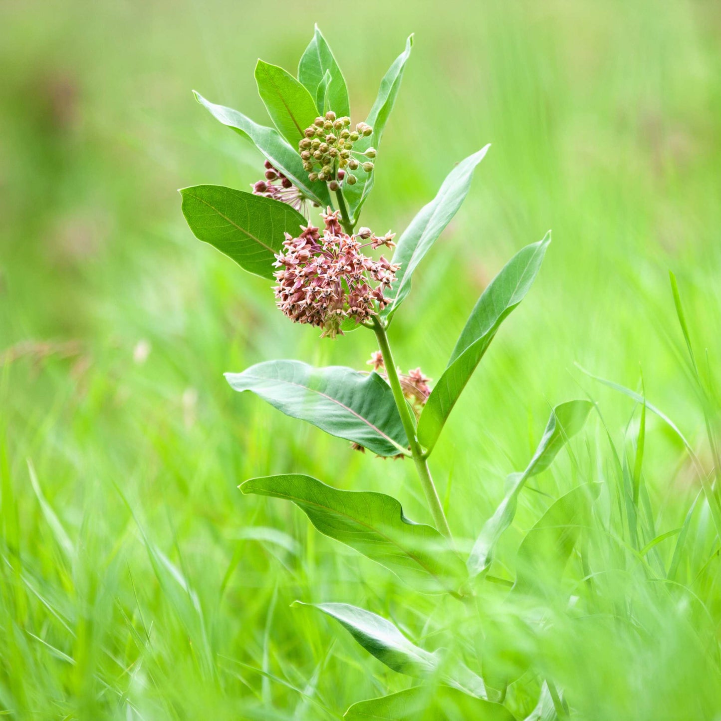 50Pcs Milkweed Flower Seeds