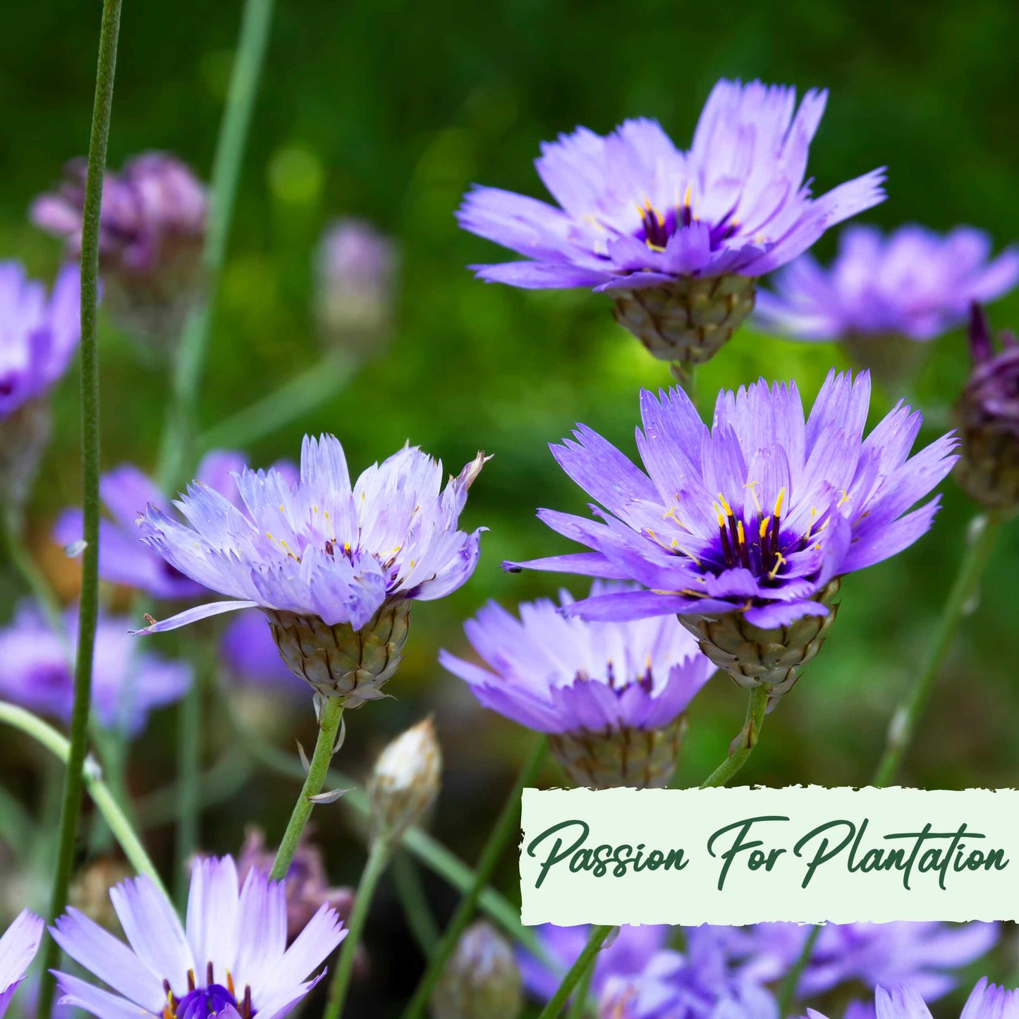 Cupids Dart Blue Flower Seeds (Catananche Caerulea)