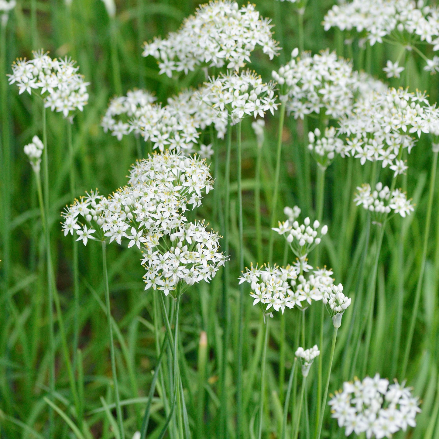 100Pcs Allium Tuberosum Garlic Chives Seeds