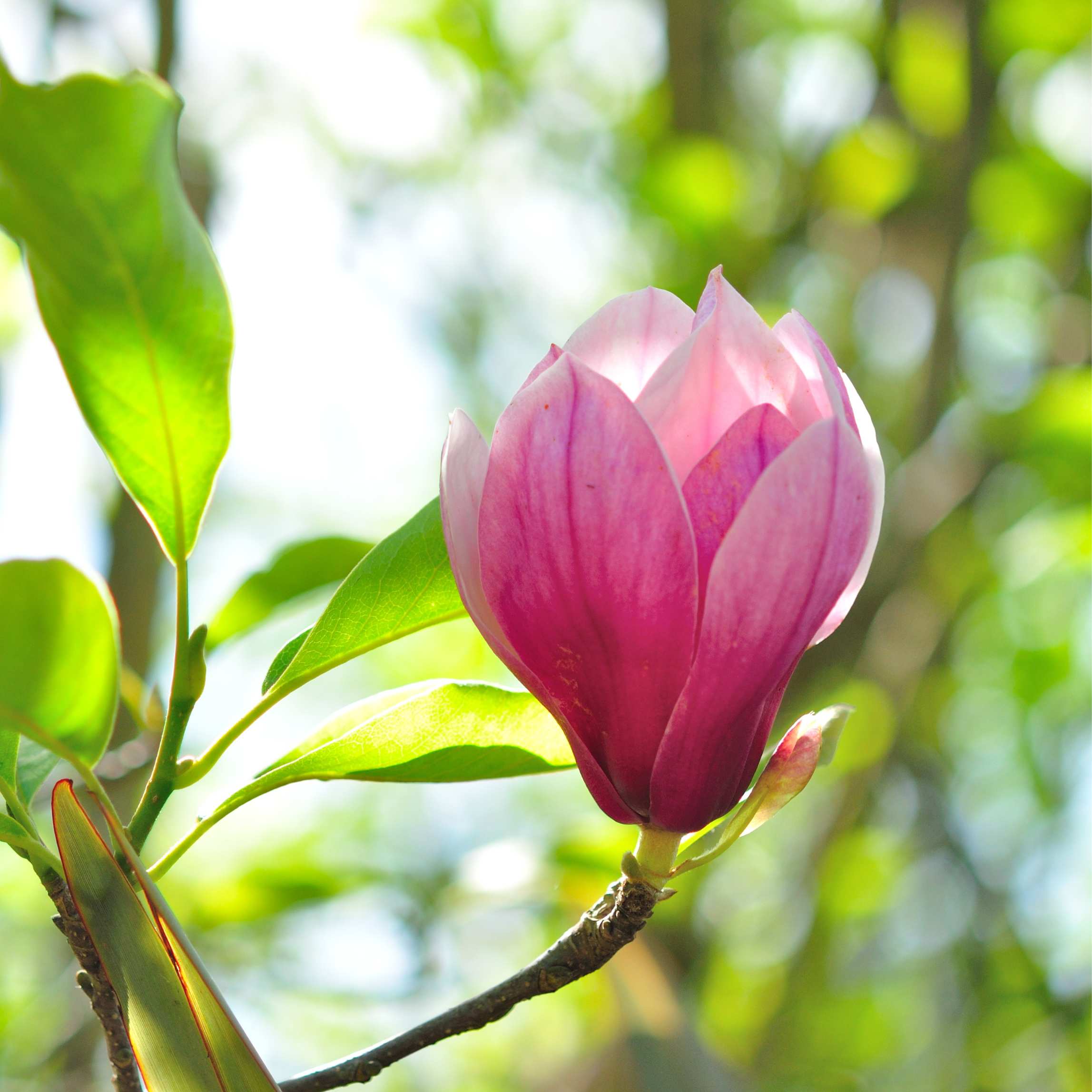 100Pcs Magnolia Flower Seeds Pack