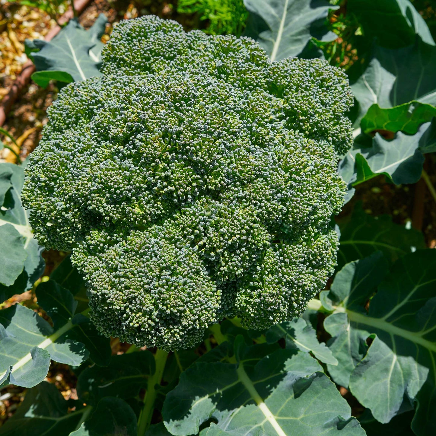 50Pcs Organic Broccoli Seeds