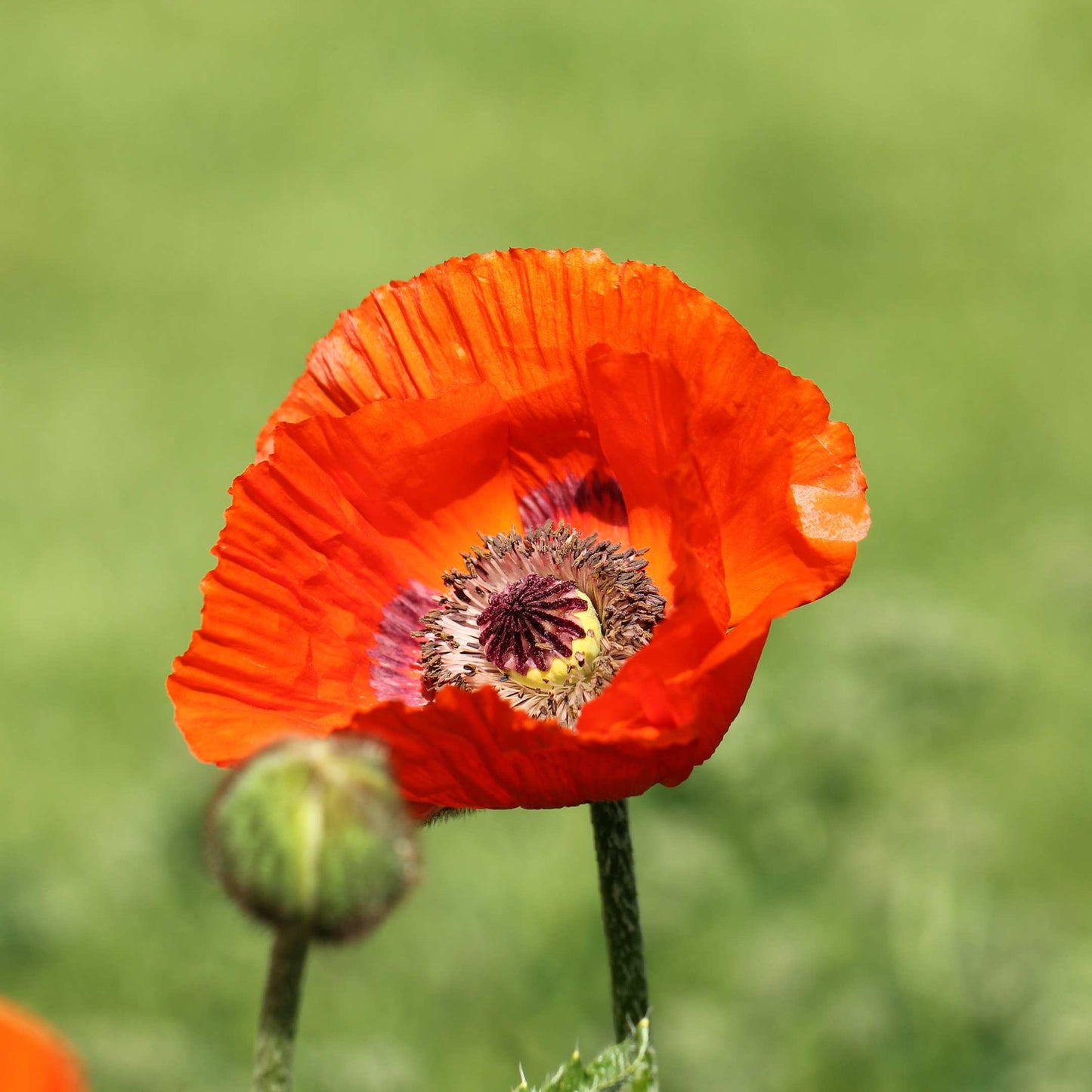 100Pcs Poppy Oriental Mix Flower Seeds Pack