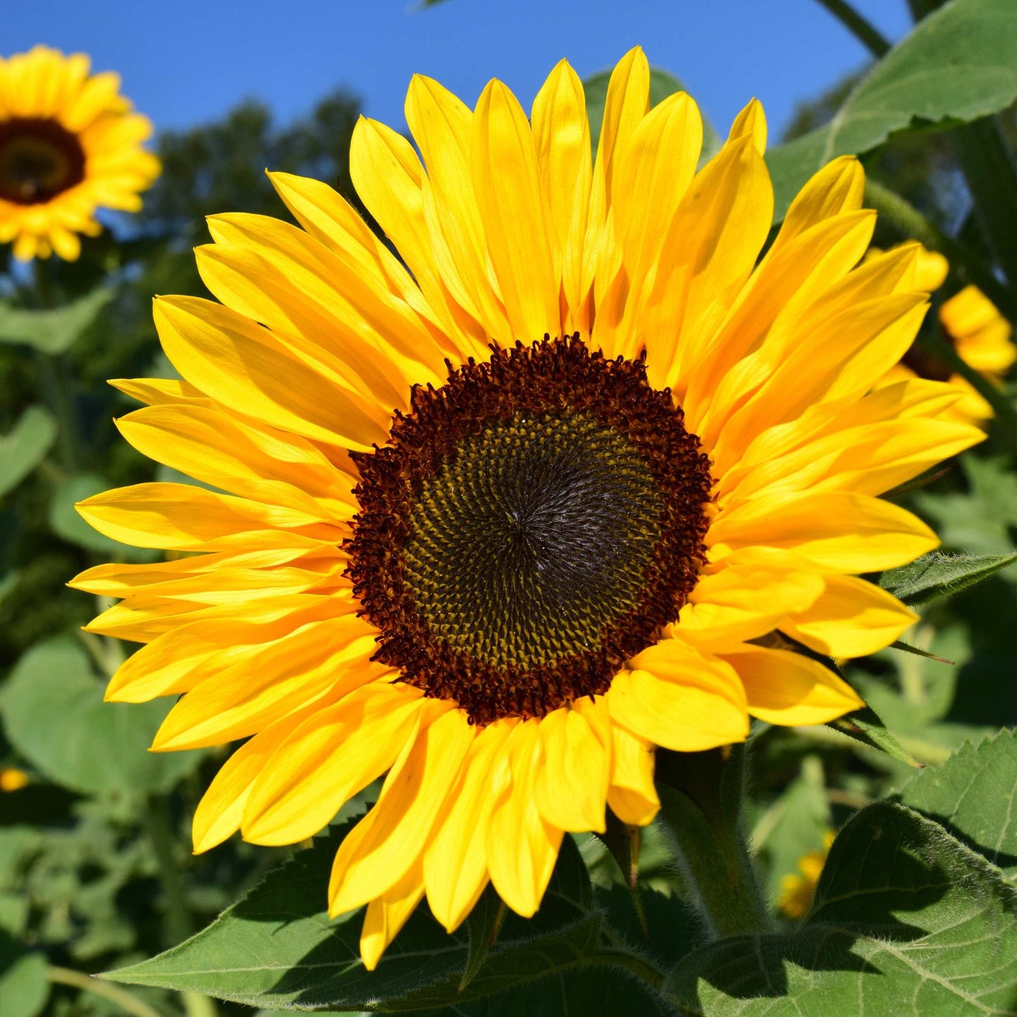 50Pcs Sunflower Plant Seeds, Sunflower seeds