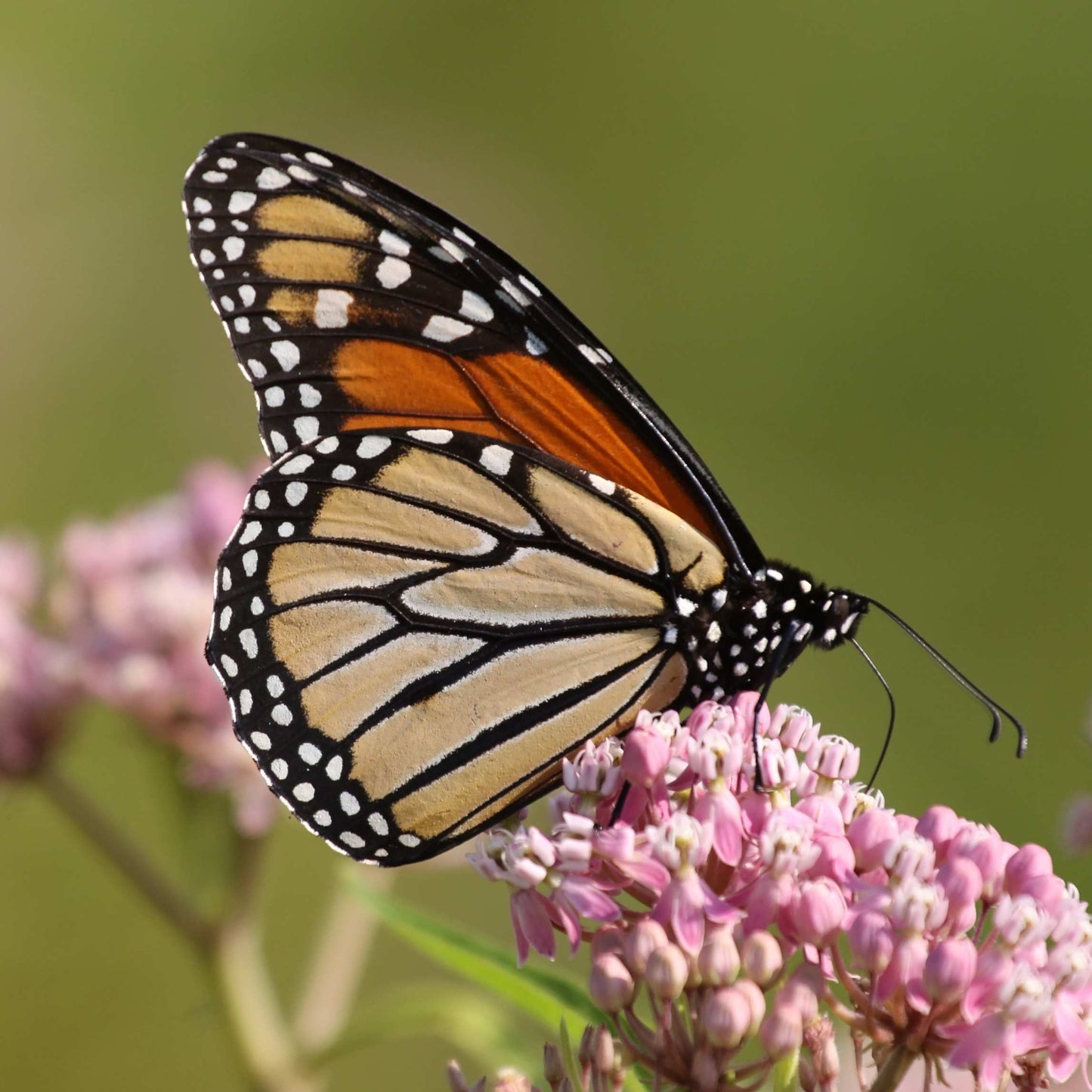 50Pcs Milkweed Flower Seeds