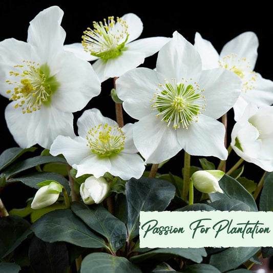 White Angel Christmas Rose (Helleborus Niger) Flower Seeds