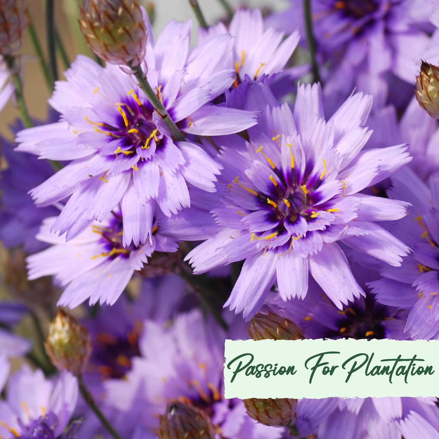 Cupids Dart Blue Flower Seeds (Catananche Caerulea)