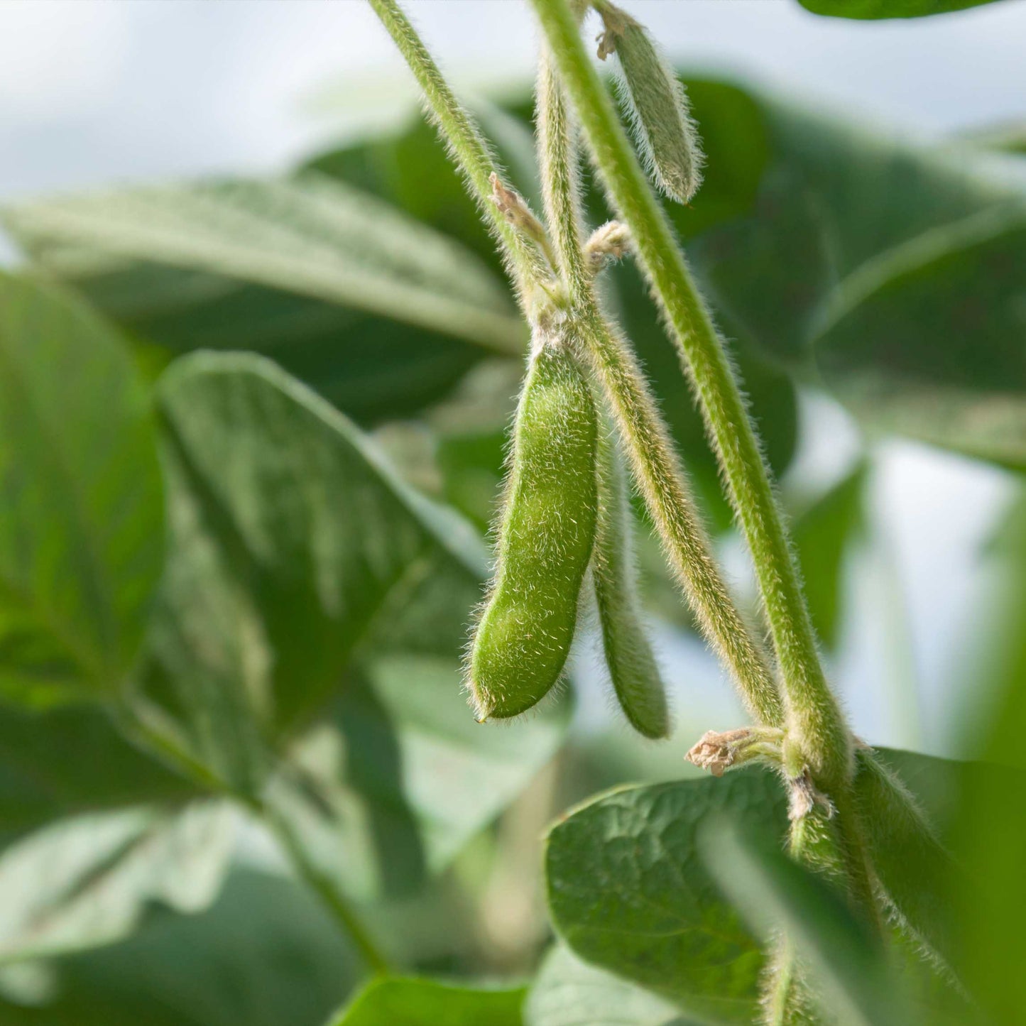 20Pcs Organic Non-GMO Soybean Seeds Pack