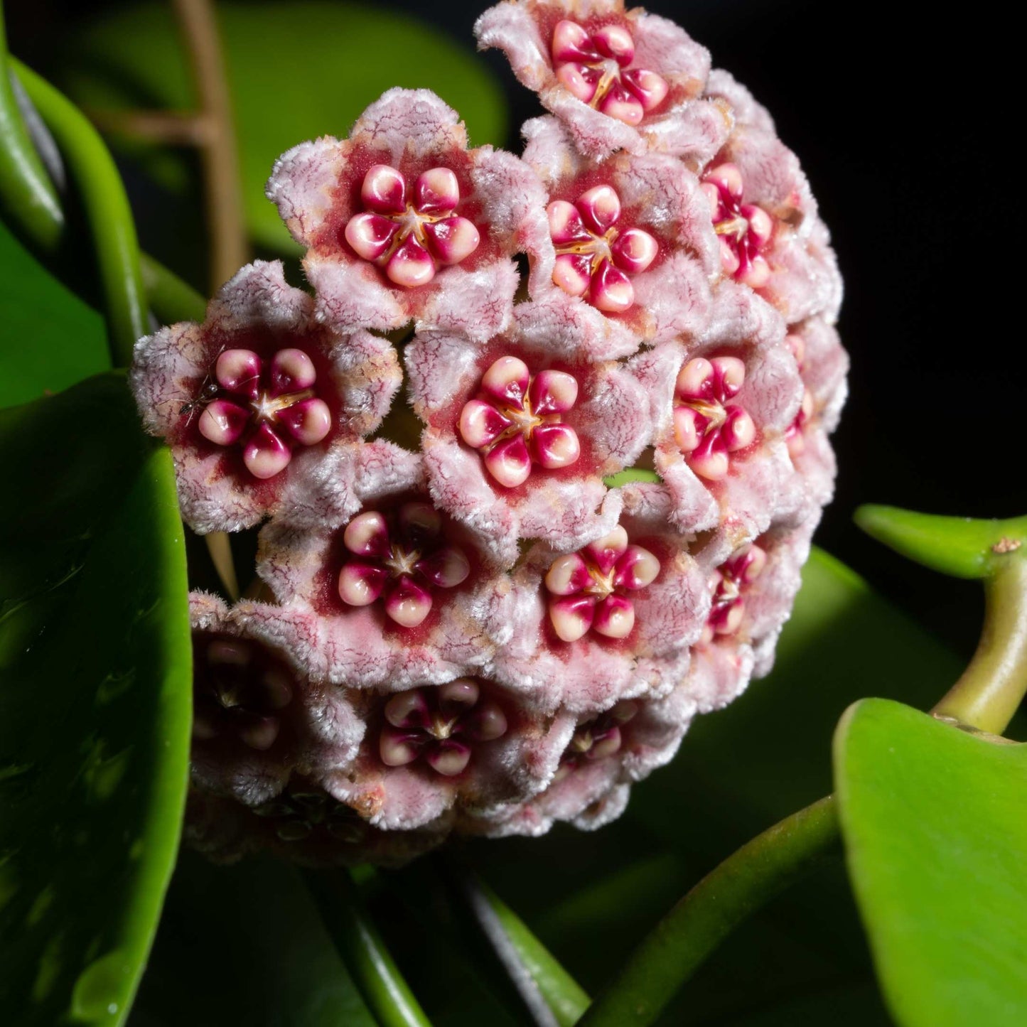 50Pcs Hoya Flower Seeds