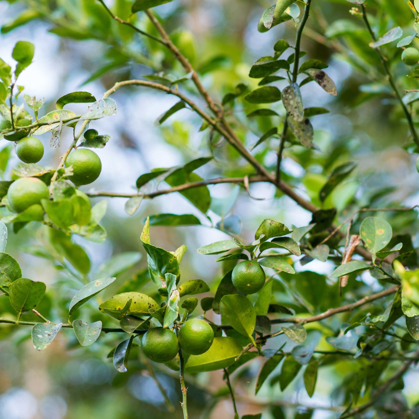 10Pcs Organic Kaffir Lime Seeds