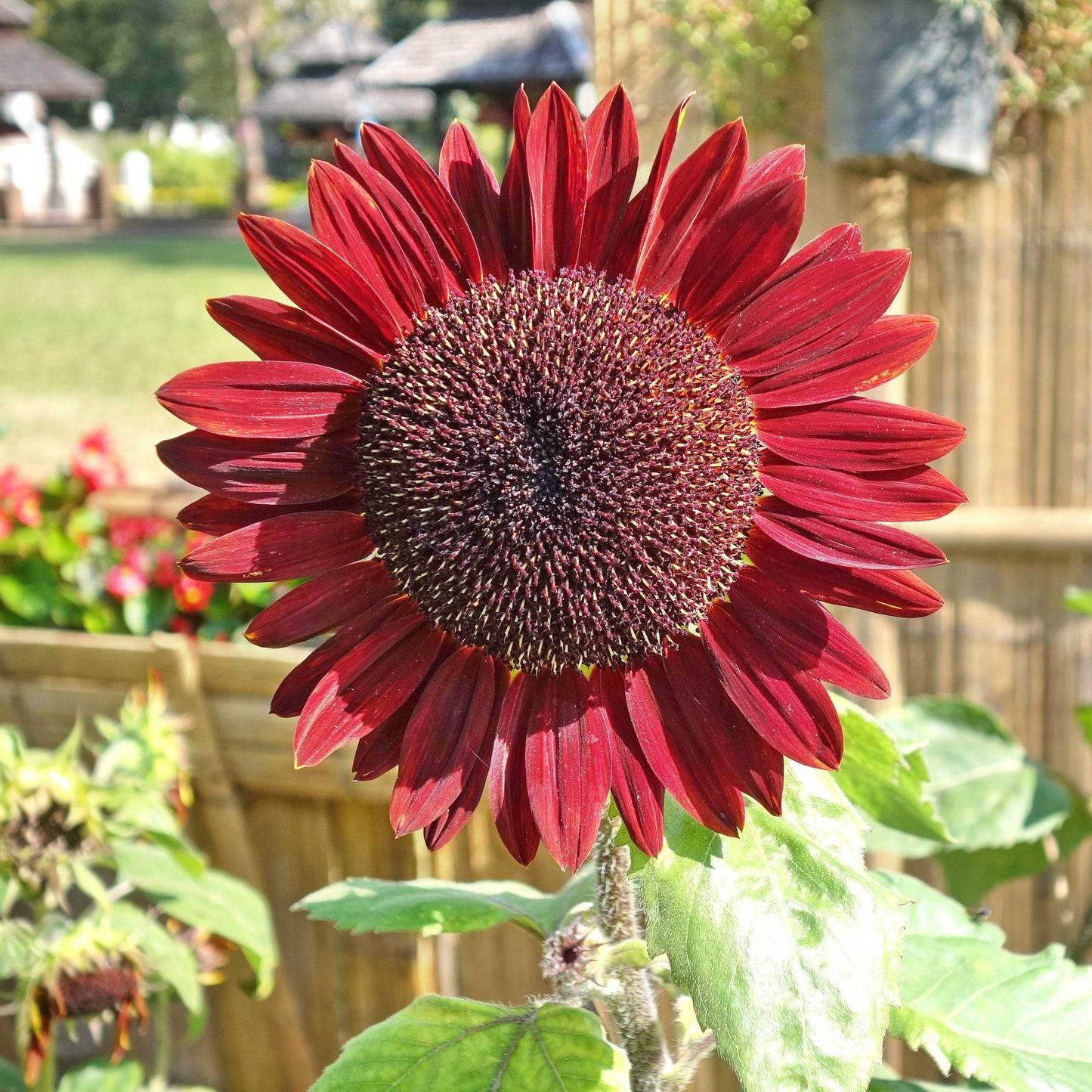 20Pcs Red Sunflower Seeds