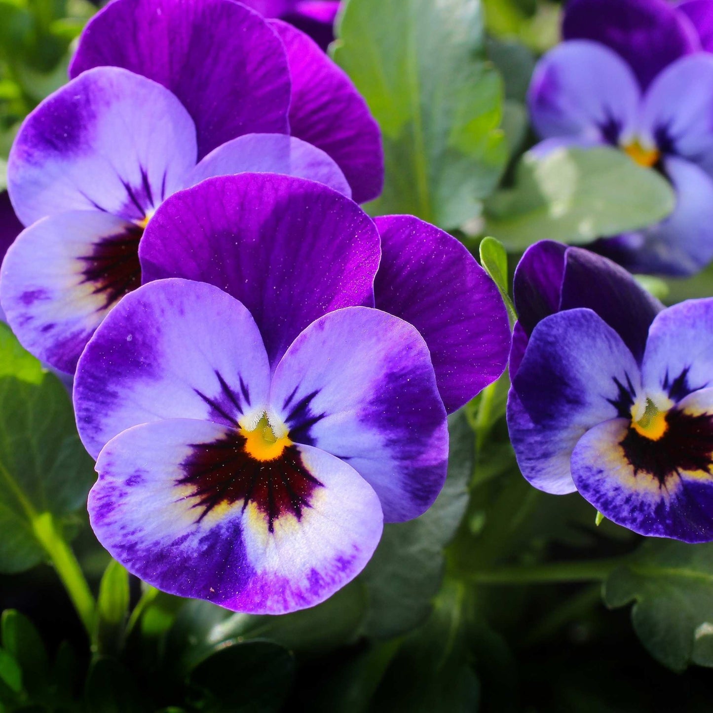 50Pcs Pansies Flower Seeds Pack