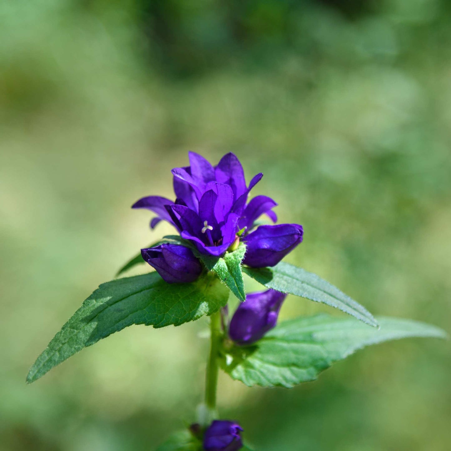 100Pcs Bellflower Superba Flower Seeds