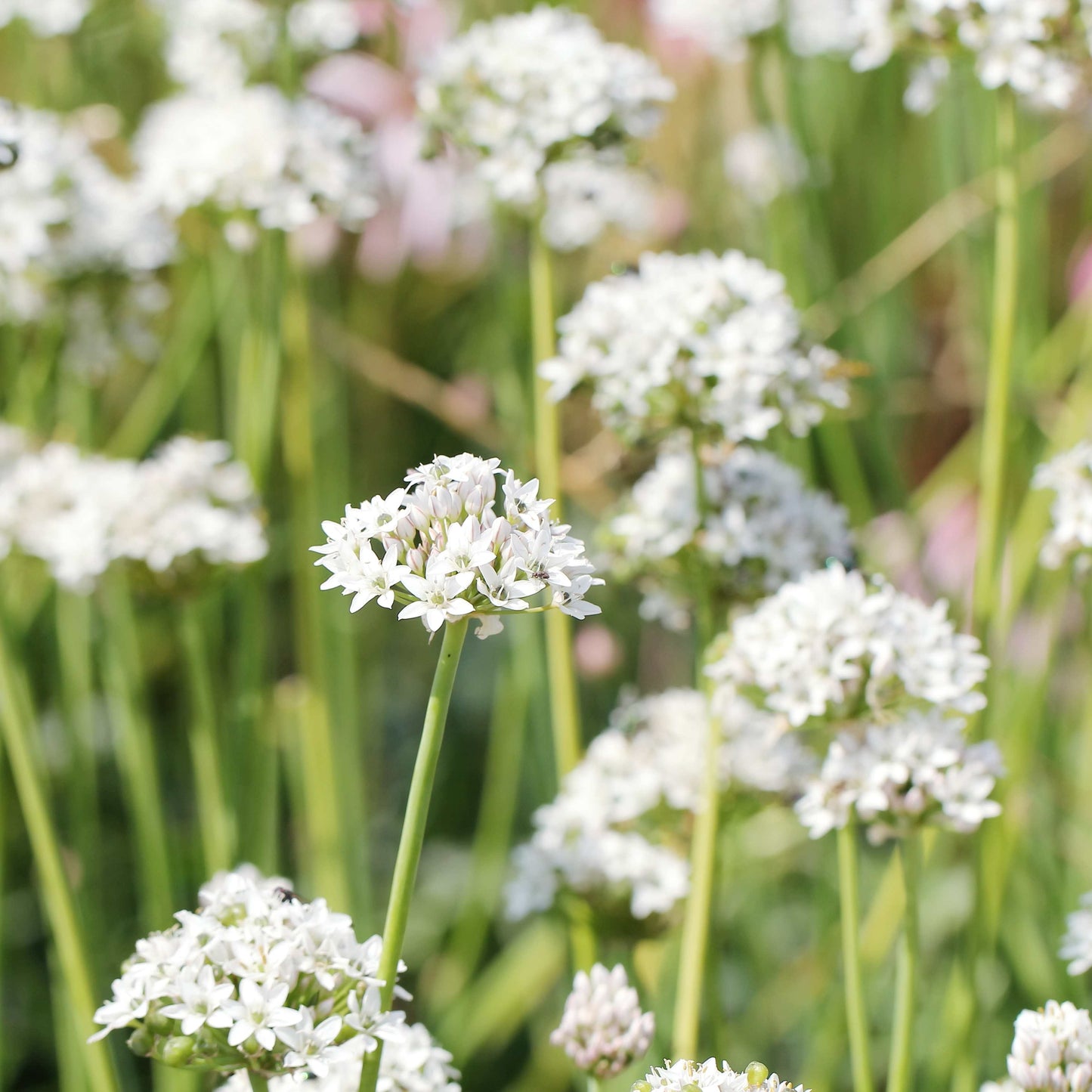 100Pcs Allium Tuberosum Garlic Chives Seeds