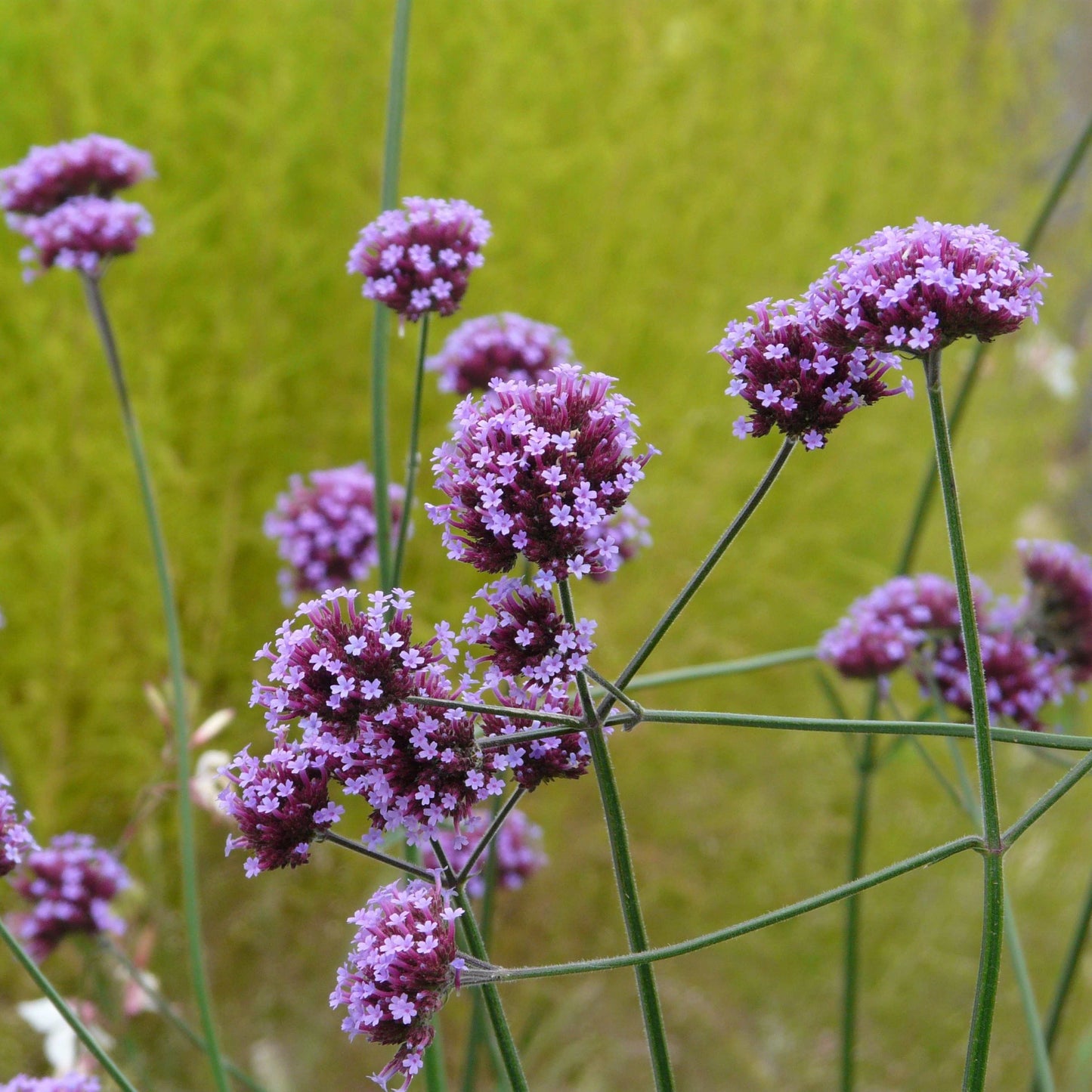 100Pcs Purpletop Vervain Flower Seeds