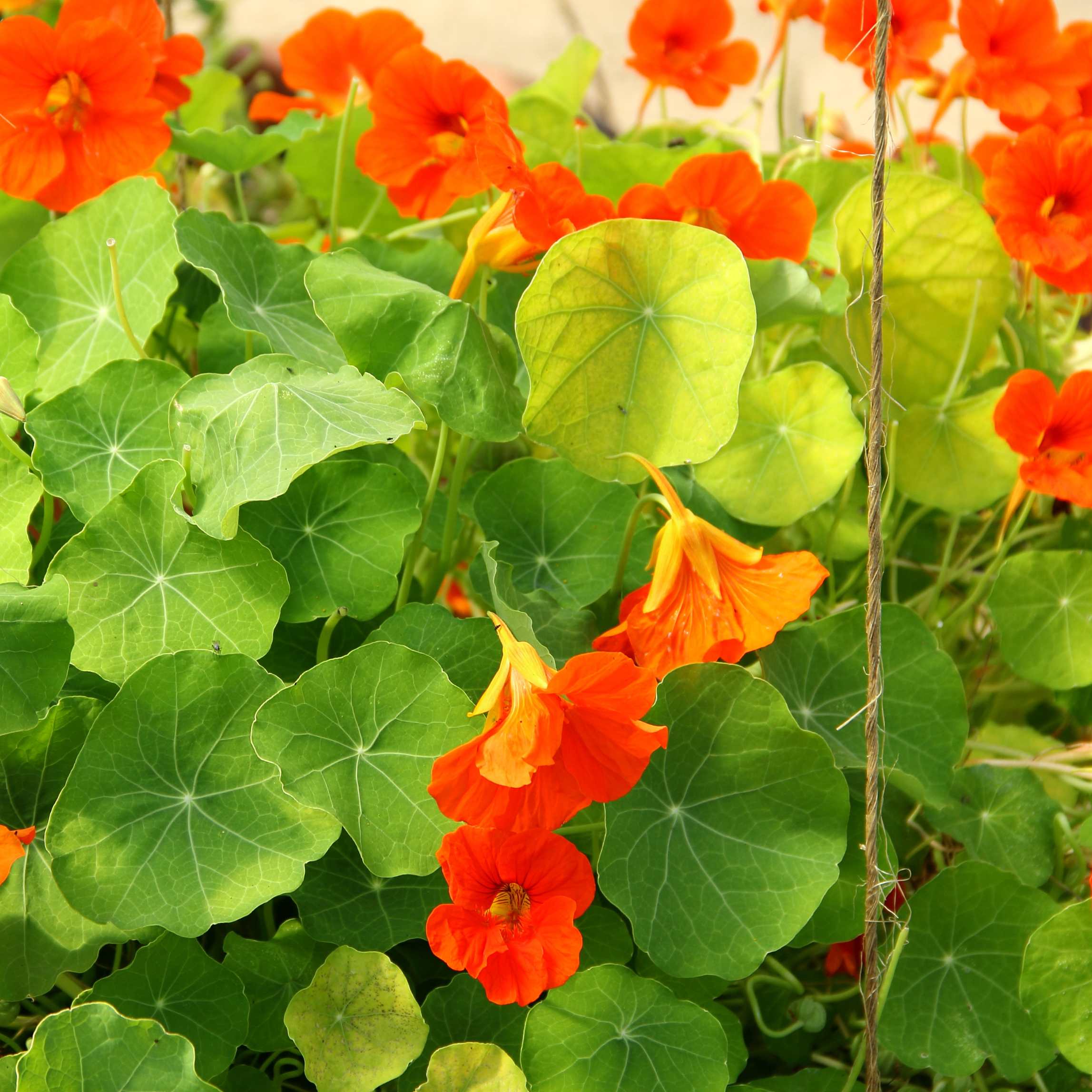 100Pcs Nasturtium Flower Seeds Pack