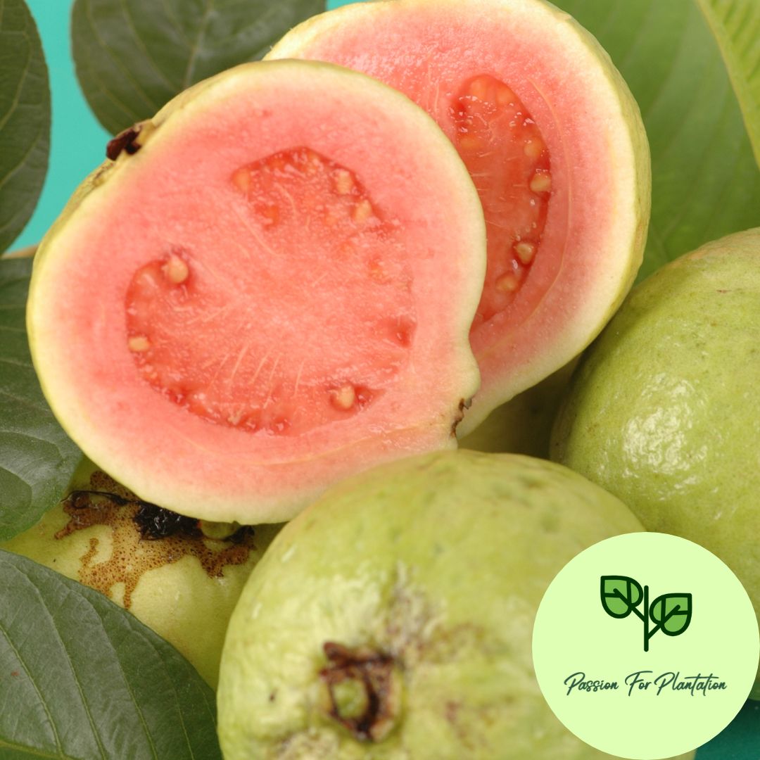 100Pcs Guava Fruit Tree Seeds