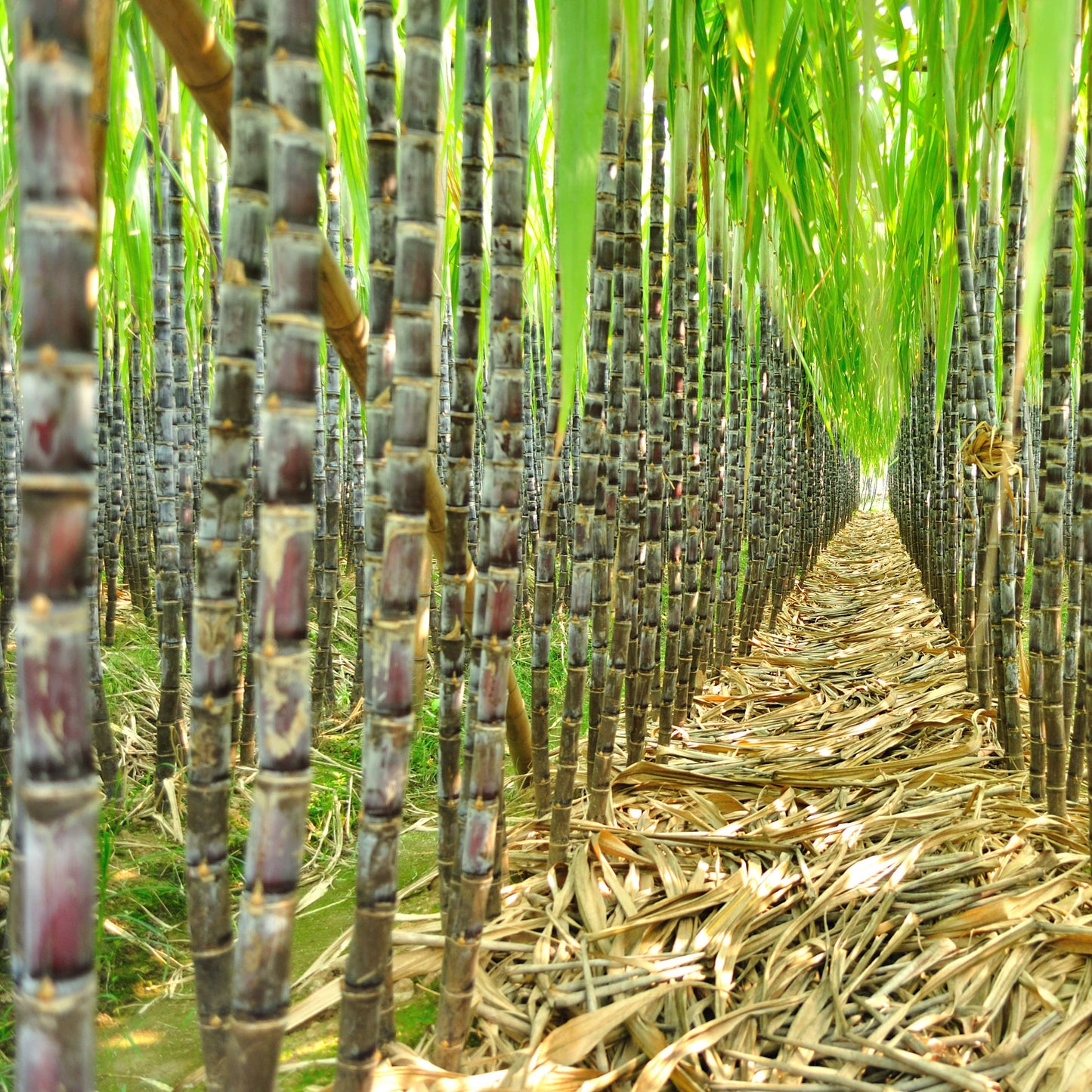 100Pcs Sugarcane (Saccharum officinarum) Seeds