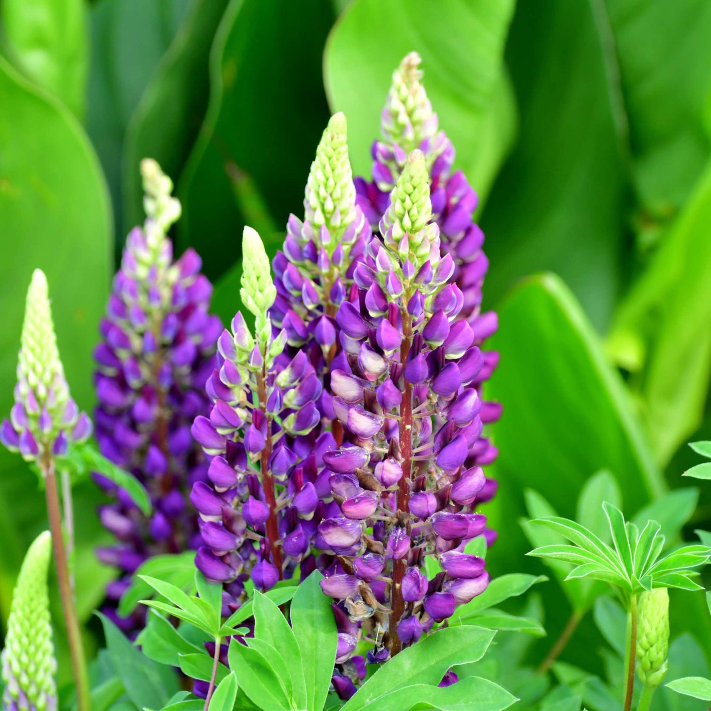 100Pcs Lupine Russel Mix Flower Seeds